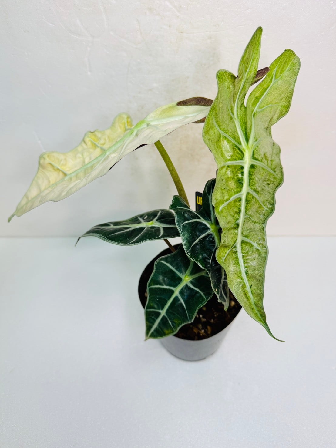 ヴェノム・アロカシア 3号 ① | 観葉植物と雑貨のお店 VIVAGREEN