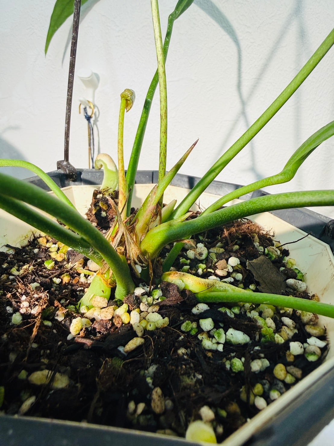 ビッタリフォリウム ② アンスリウム 観葉植物 5.0号 希少 レア