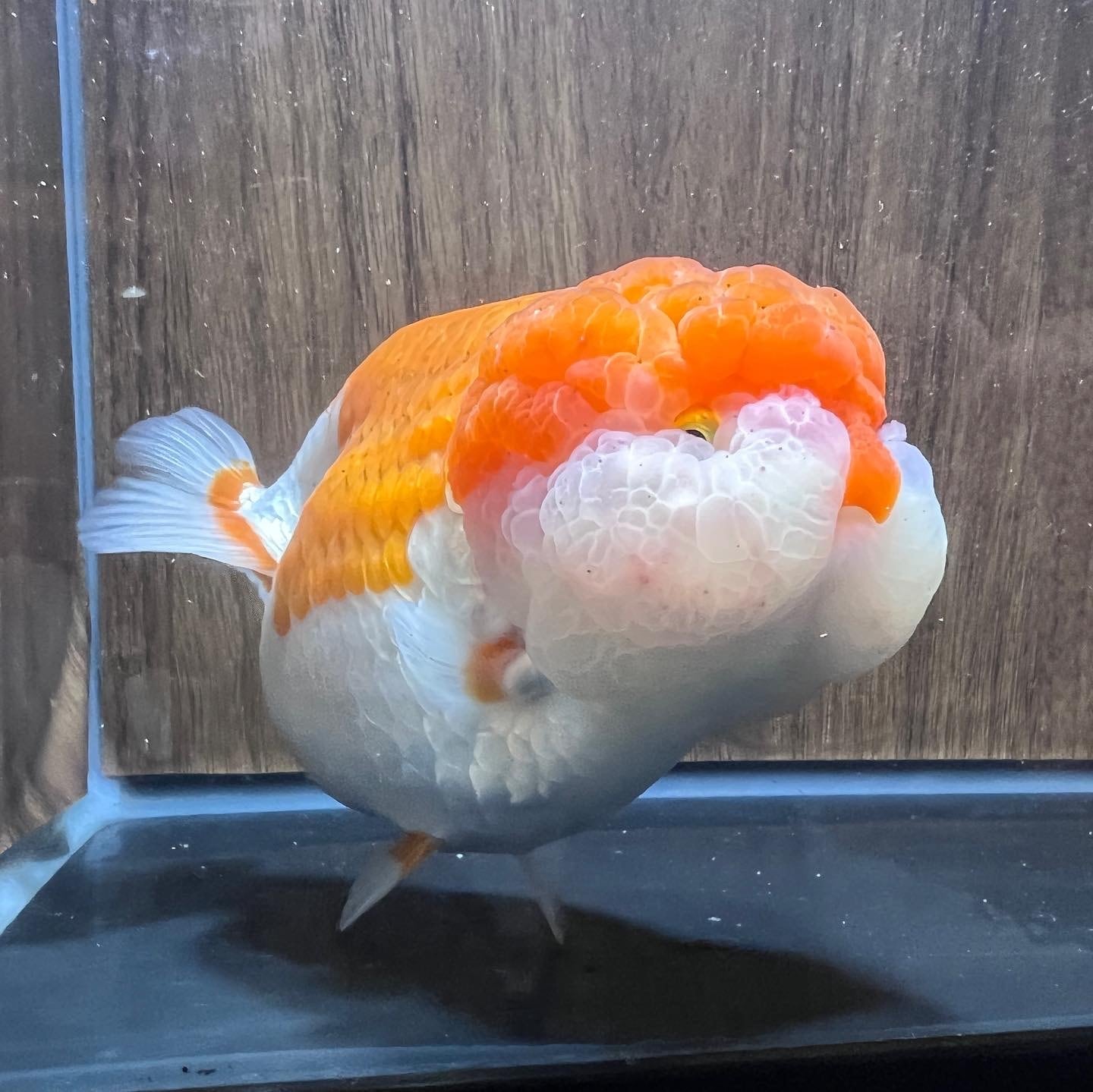 中国産 更紗らんちゅう | hideoutgoldfish