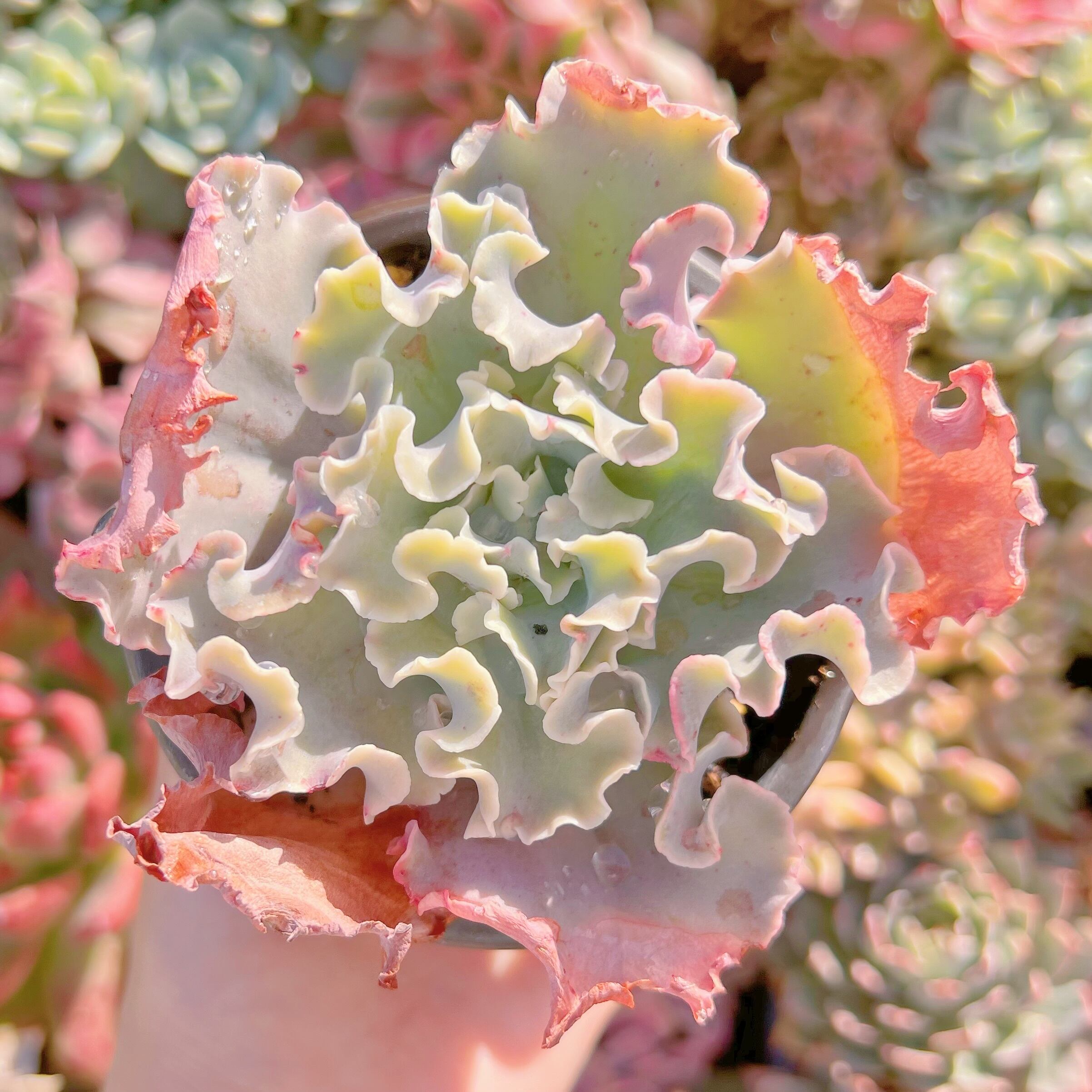 現品　高砂の翁#560　新入荷