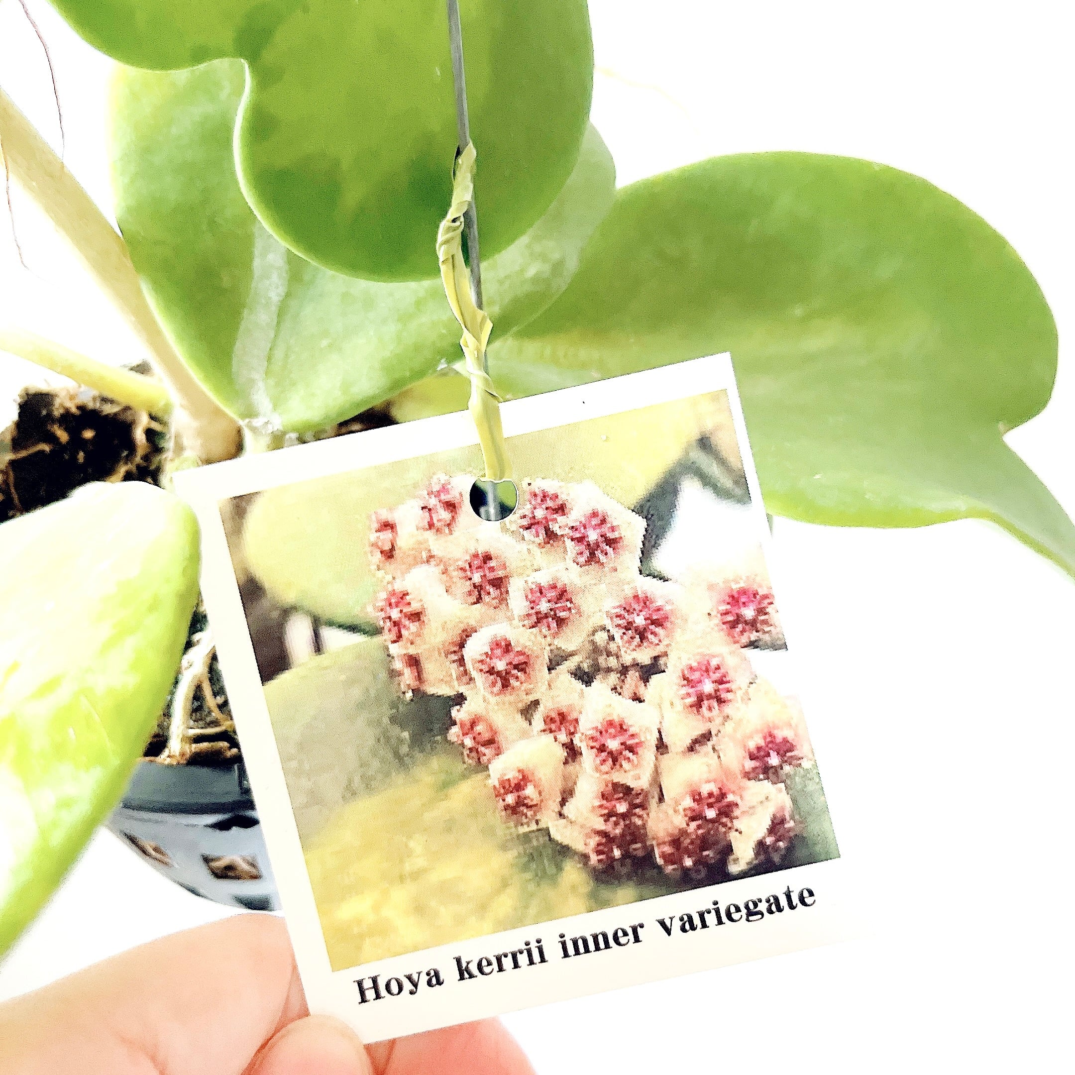 希少品種ホヤコレクション：Hoya kerrii Inner Variegata（ホヤ
