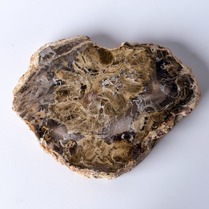 ペトリファイドウッド（珪化木）スラブ ＊ Petrified Wood ＊ 天然石