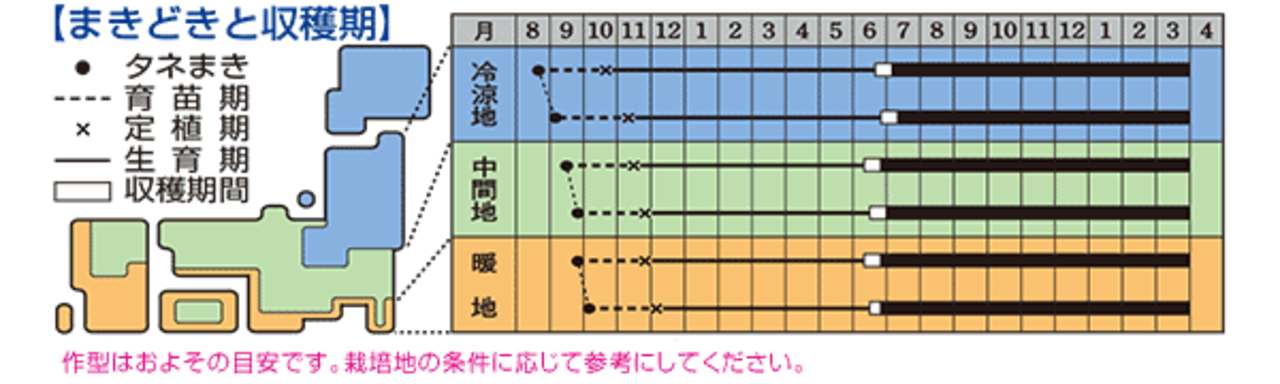 タマネギ「ケルたま」（２DL）・画像4