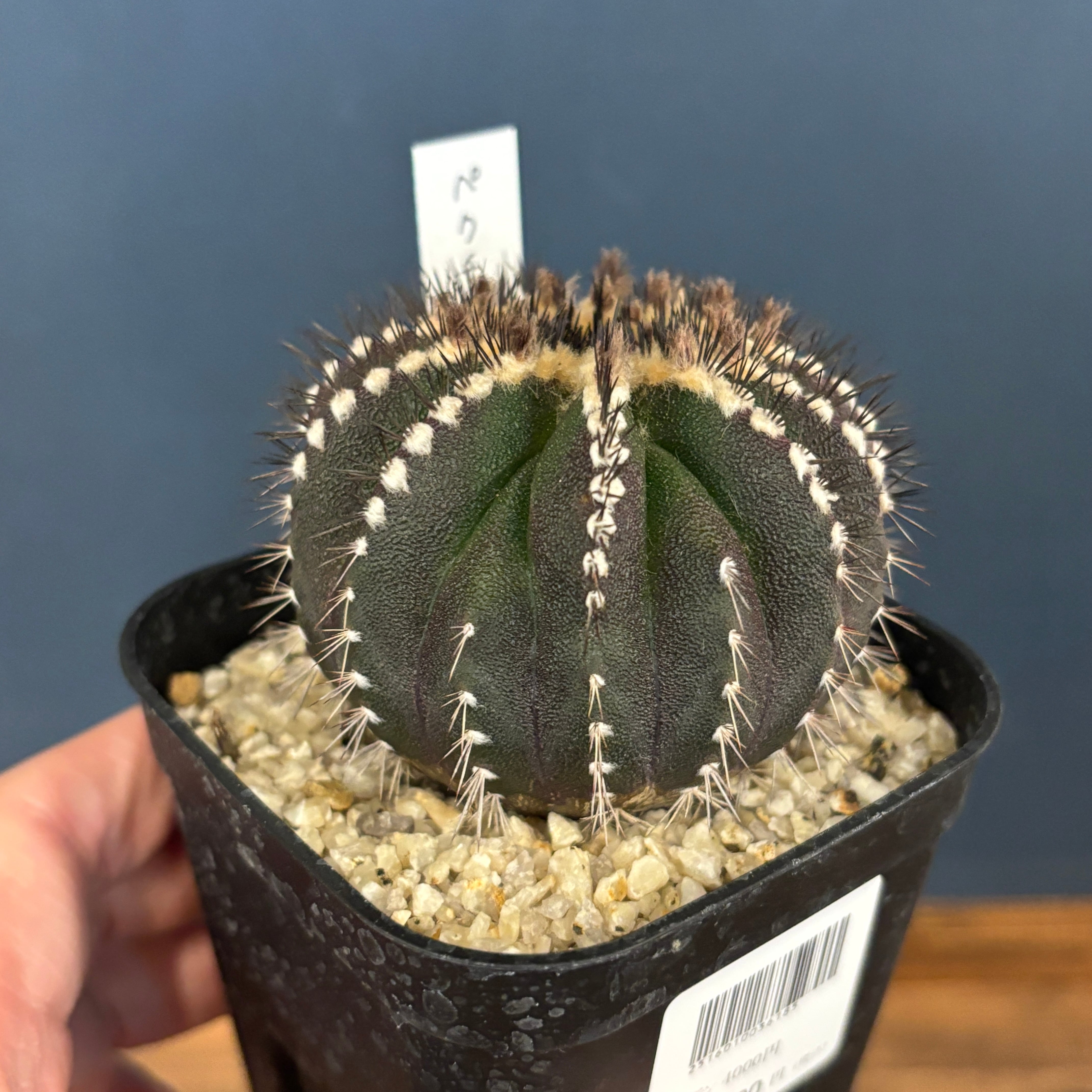 ペクチニフェラ　接オロシ　サボテン ペクチニフェラ 接オロシ サボテン ペクチニフェラ 接オロシ サボテン