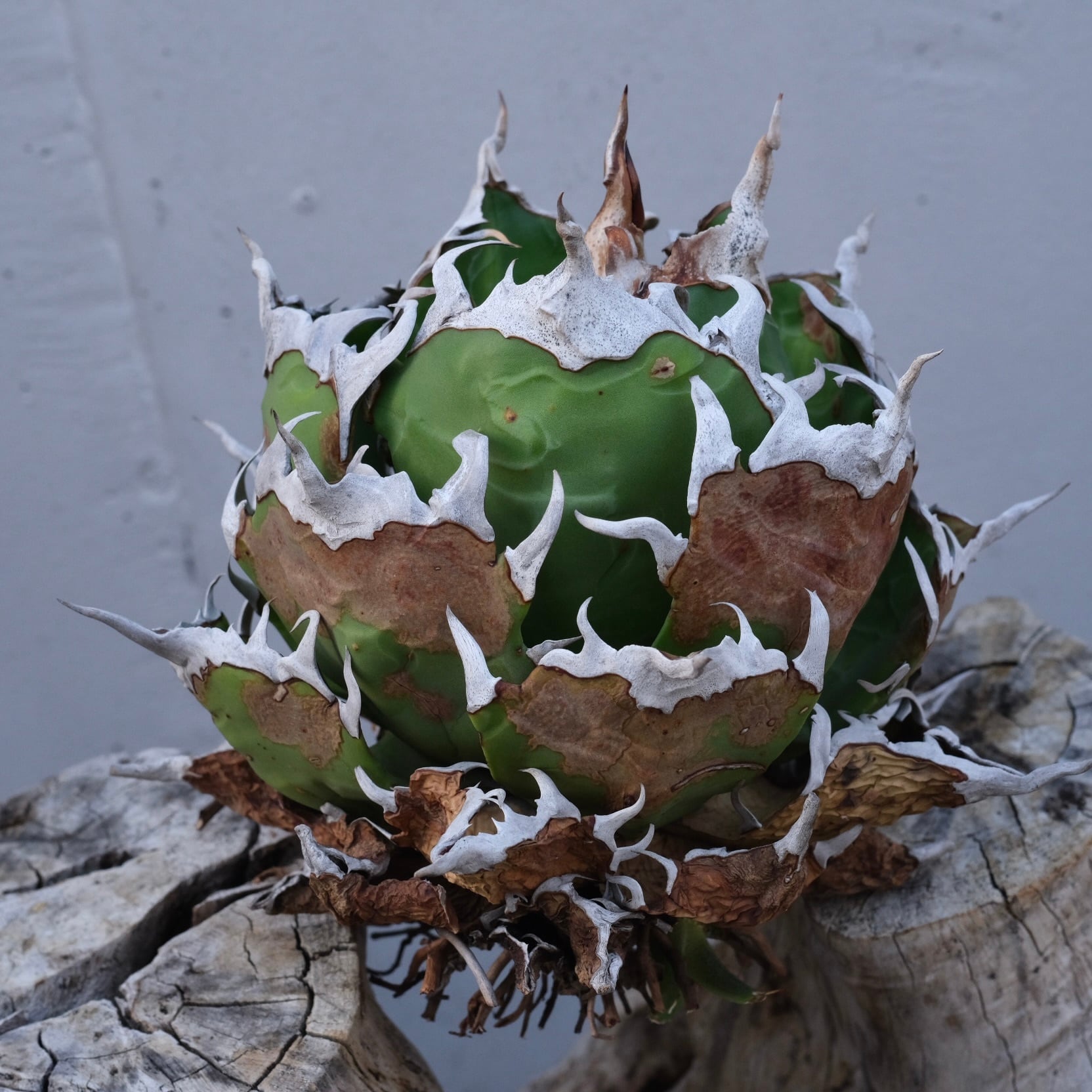 Agave titanota Wabi チェリーボム 13cm(子株付） | wabi
