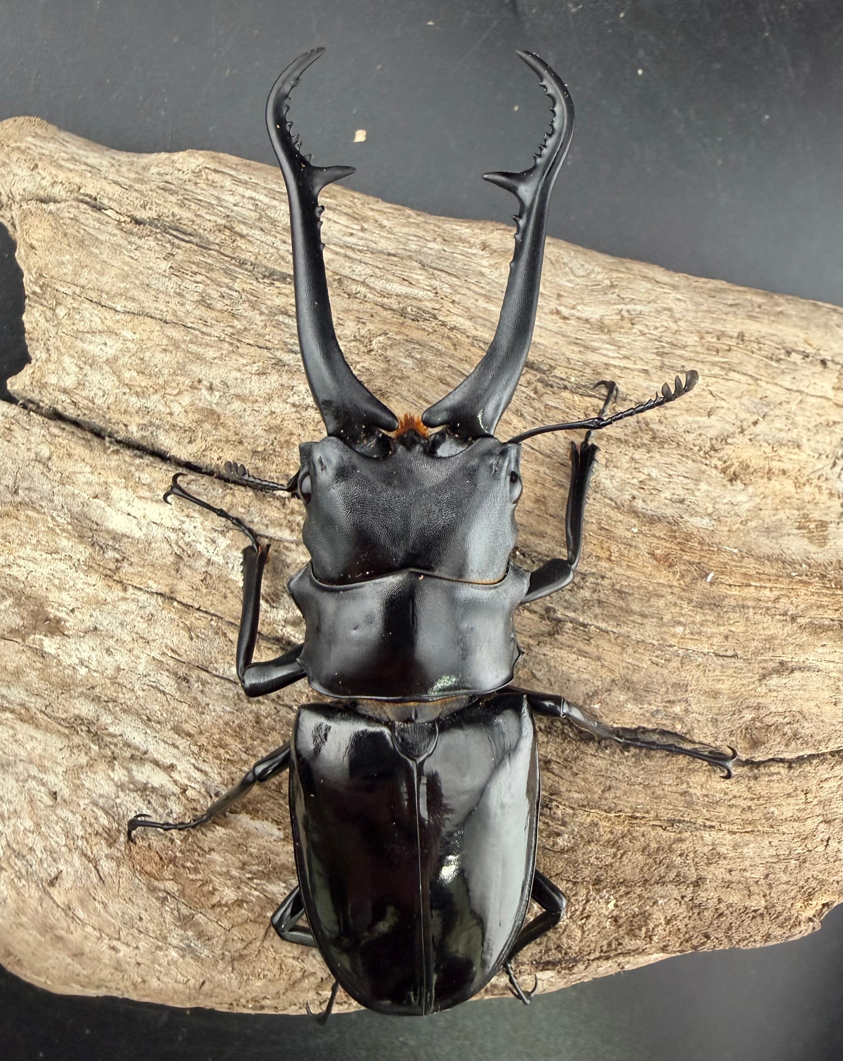 WD】《ギラファノコギリ亜種ダイスケ ネグロス島産 94mm ペア》 | KPW