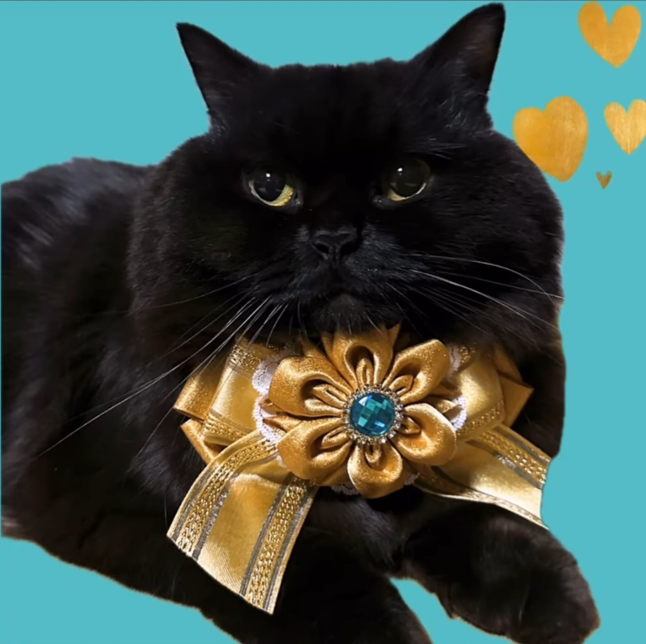 名古屋シリーズ 名古屋きんきらきん 犬猫チョーカー 大きめグランデ