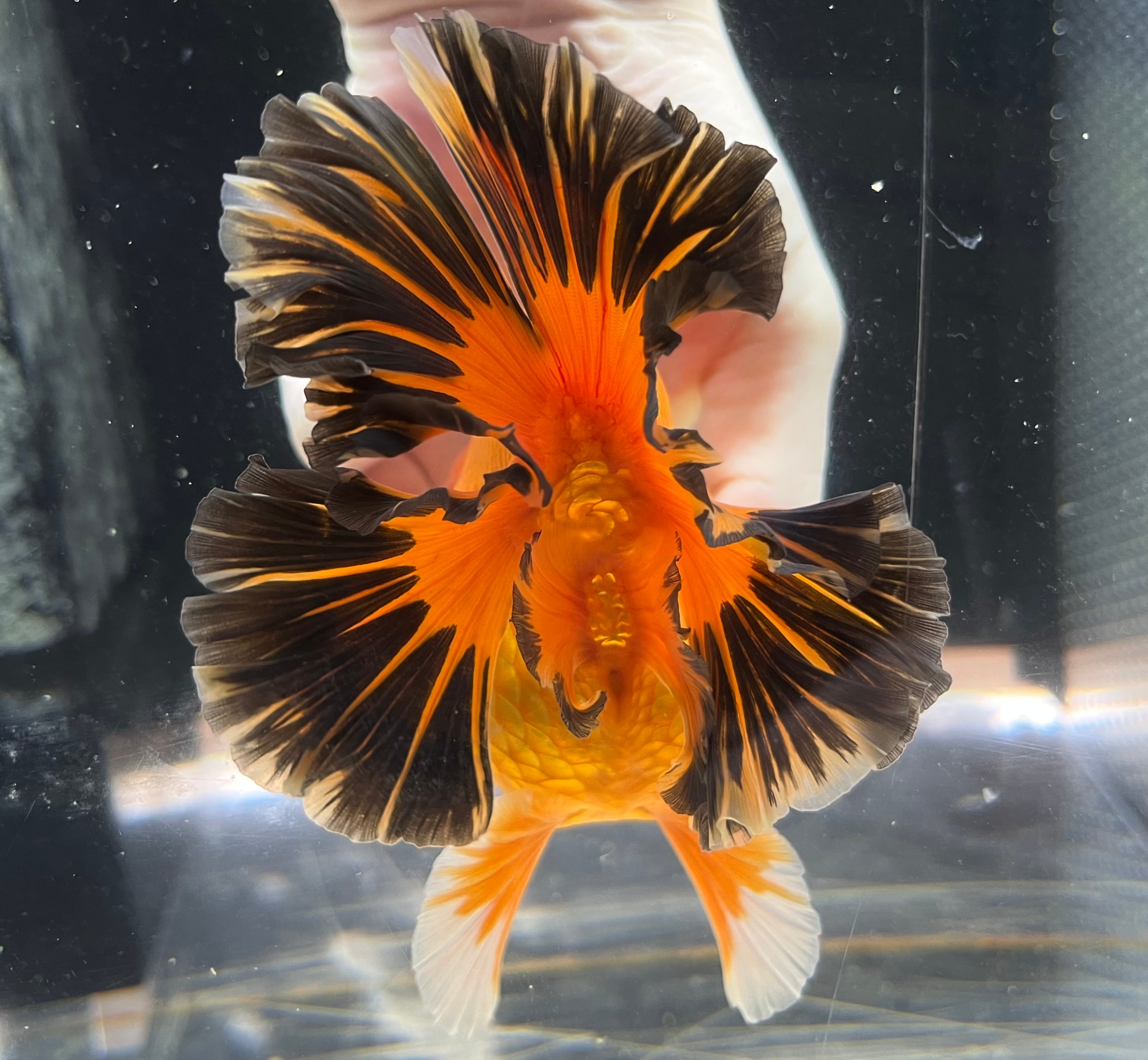 新年特価！金魚　ローズテールオランダ獅子頭 金魚王子】変わり柄ローズテールオランダ 14cm前後 (個体番号：cde602