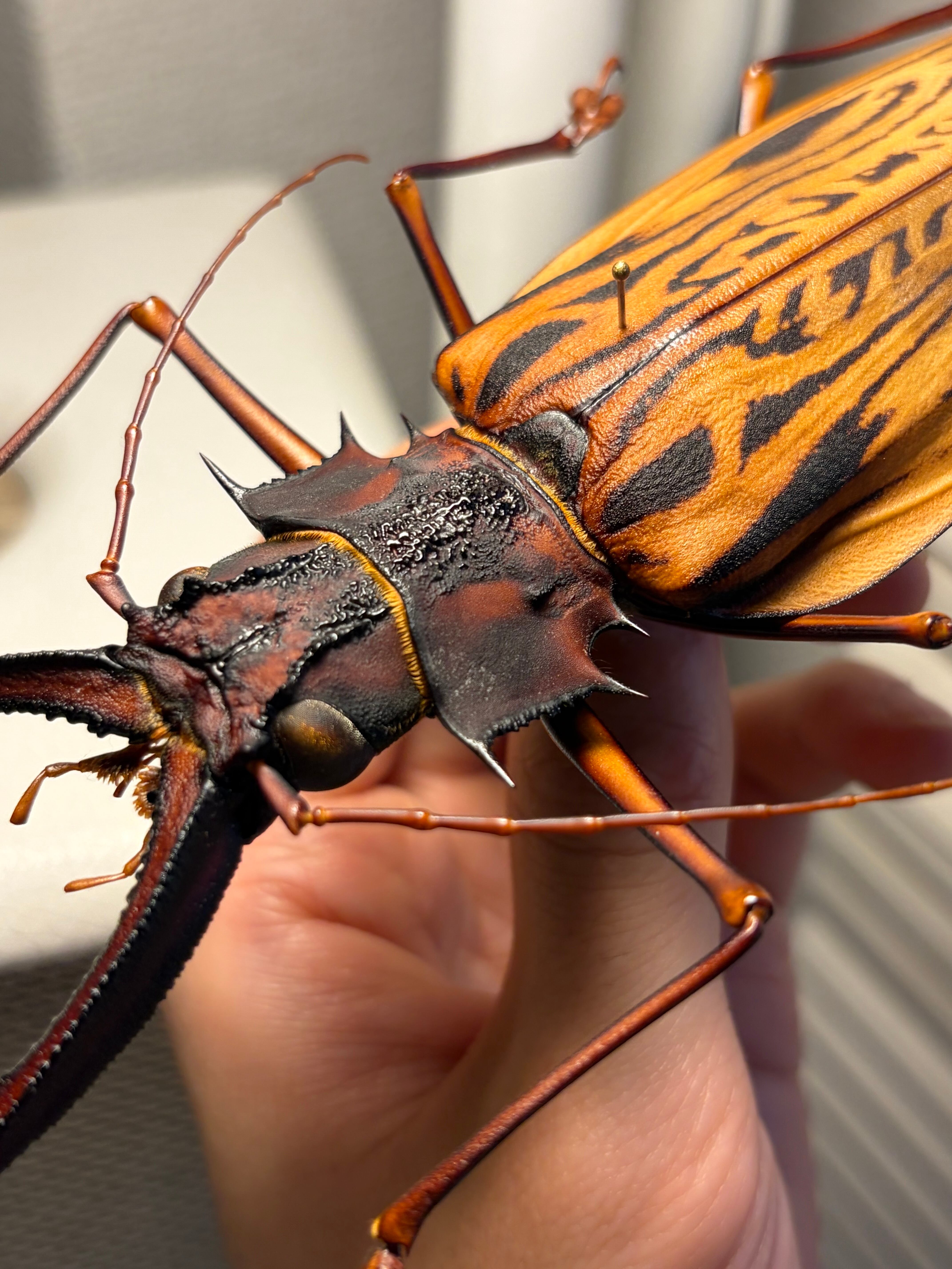 160mm程】オオキバウスバカミキリ標本 Macrodontia cervicornis昆虫