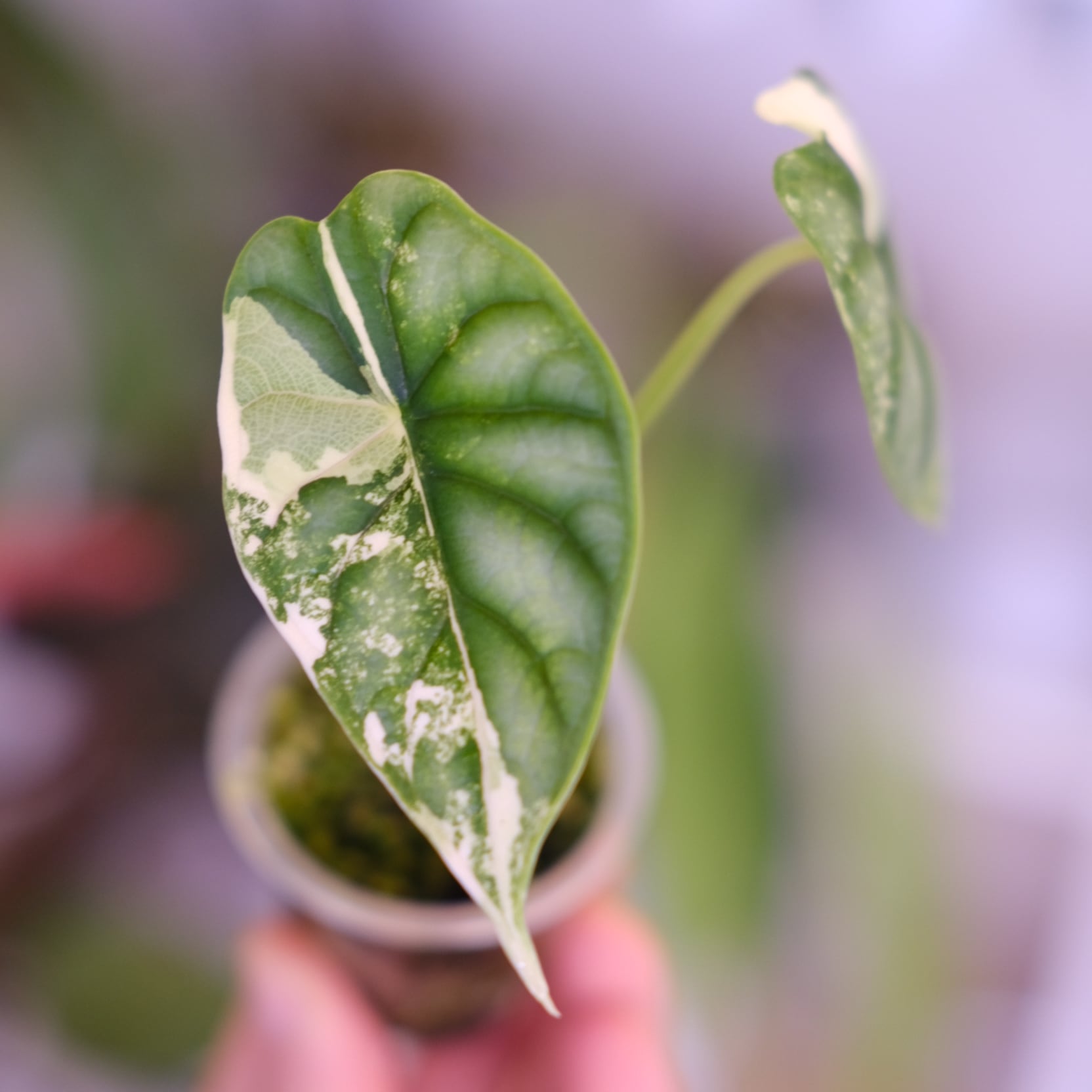 斑入りアロカシア / Premium Alocasia | tokyoplants / 観葉植物専門店