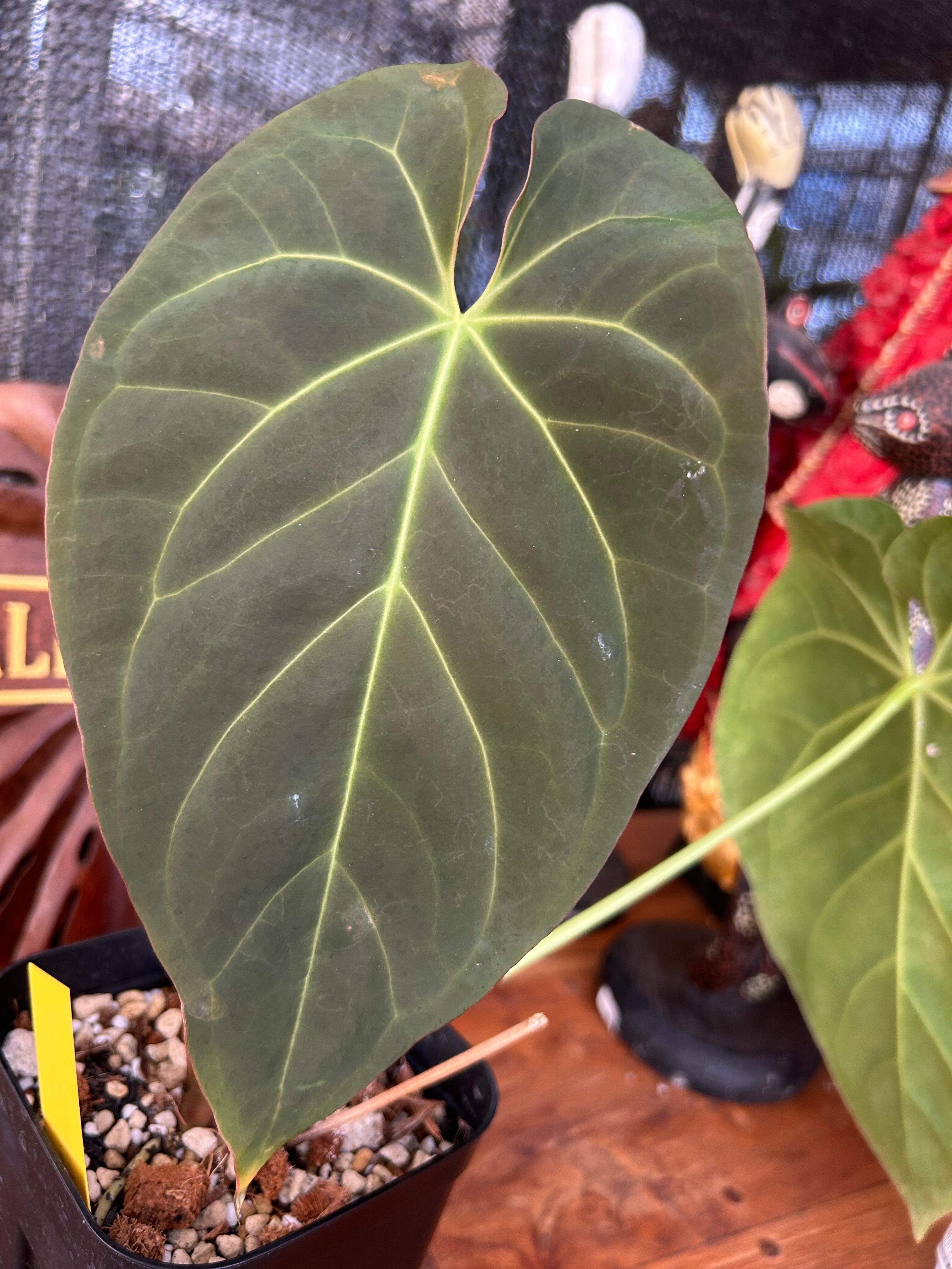 アンスリウム (パピリラミナム × サブシグナツム) x