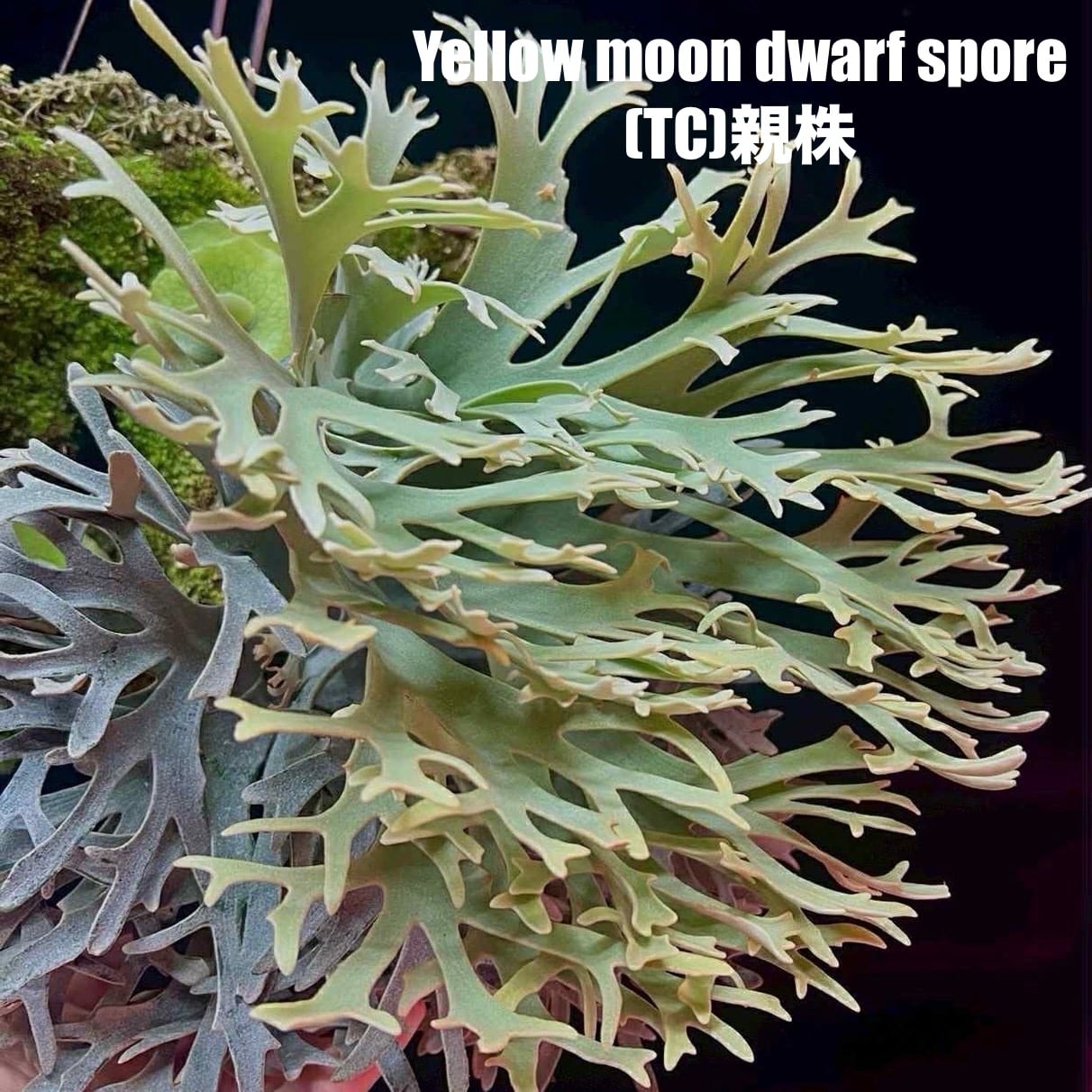 ビカクシダ イエロームーン ドワーフ spore TC (P.willinckii