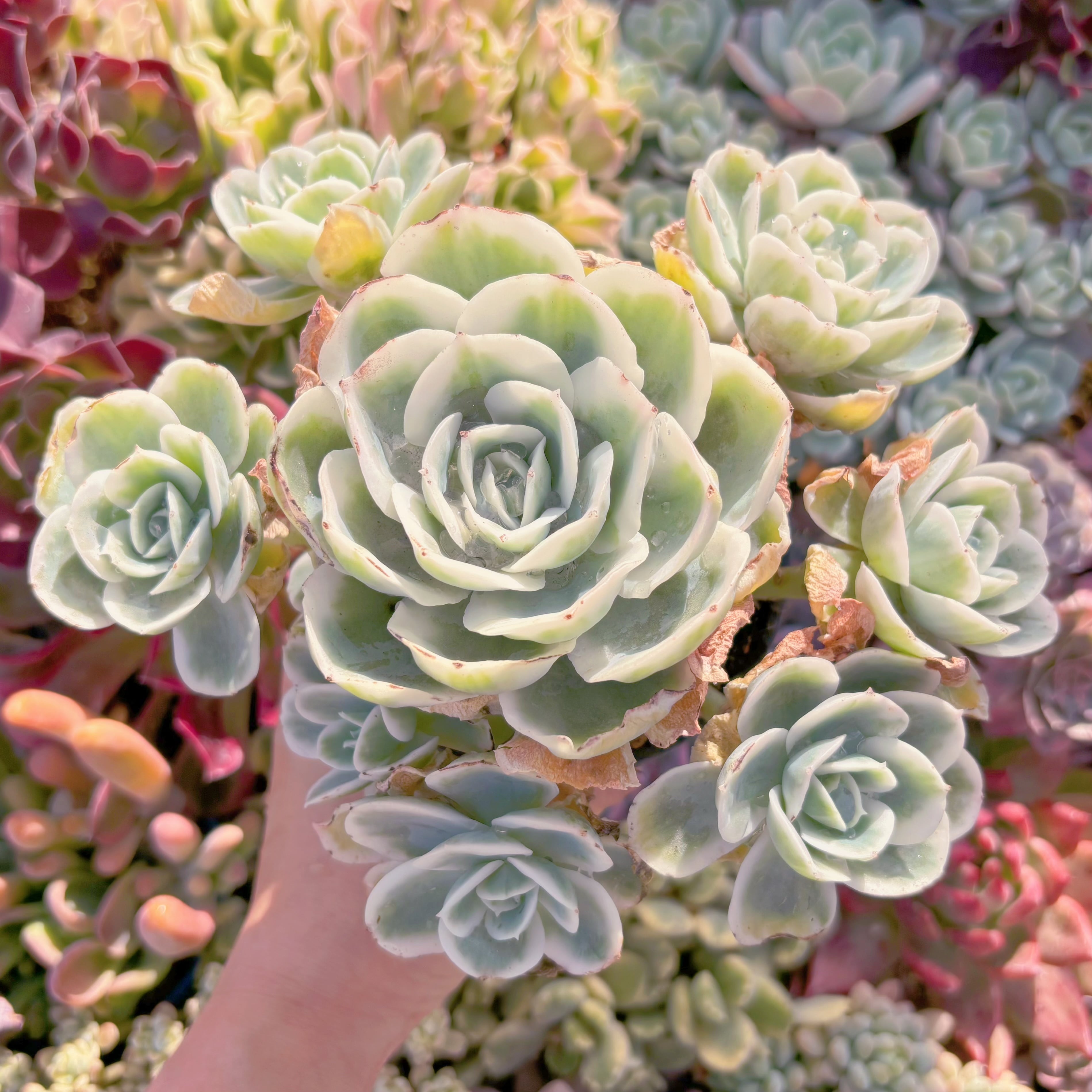 現品　レモンローズ錦#016　特大群生　新入荷　るる農園