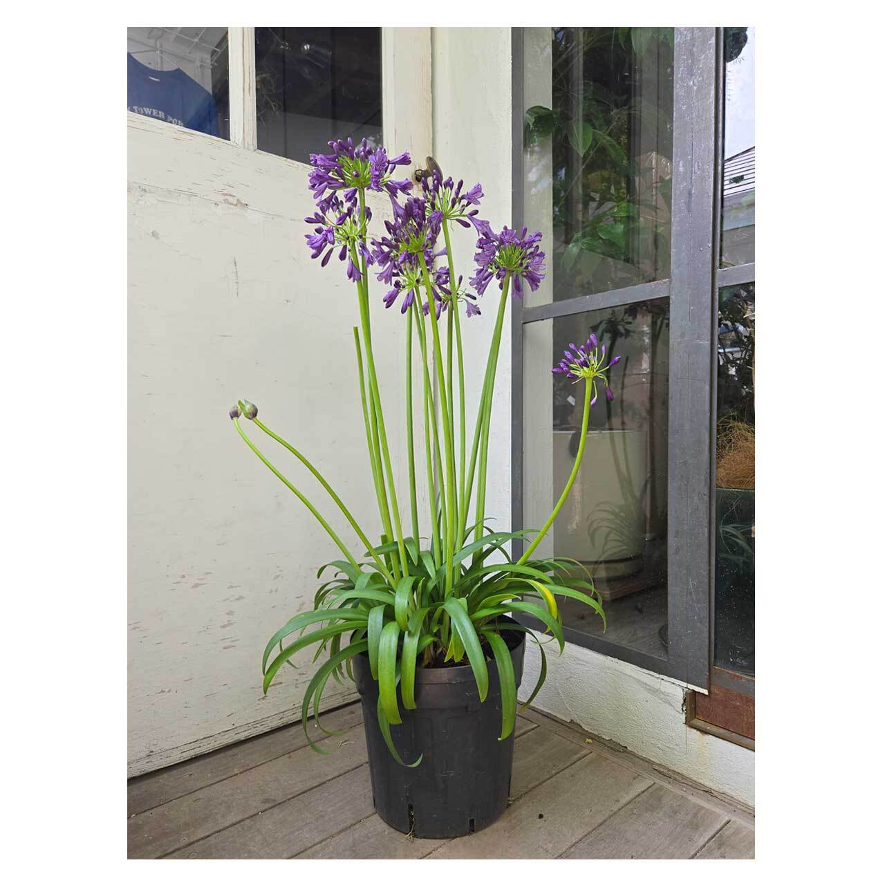 Agapanthus 'Poppin' Purple' | Seeding アガパンサス 濃い紫