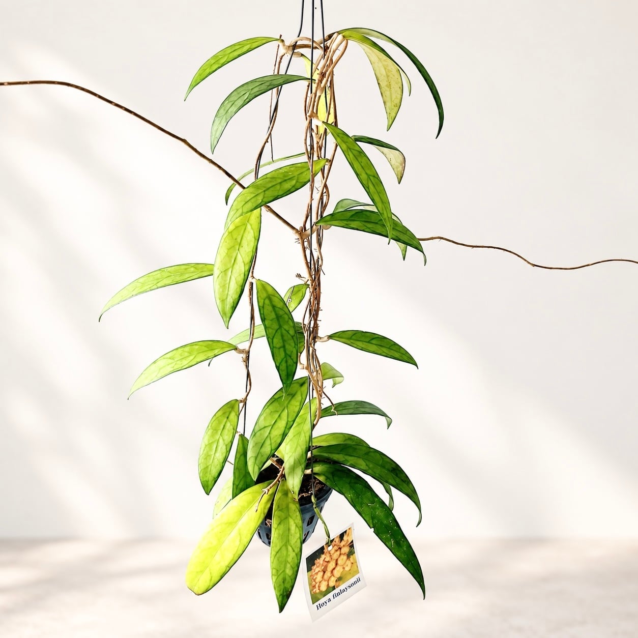 Hoya finlaysonii（ホヤ・フィンレイソニー）観葉植物 calm cafe