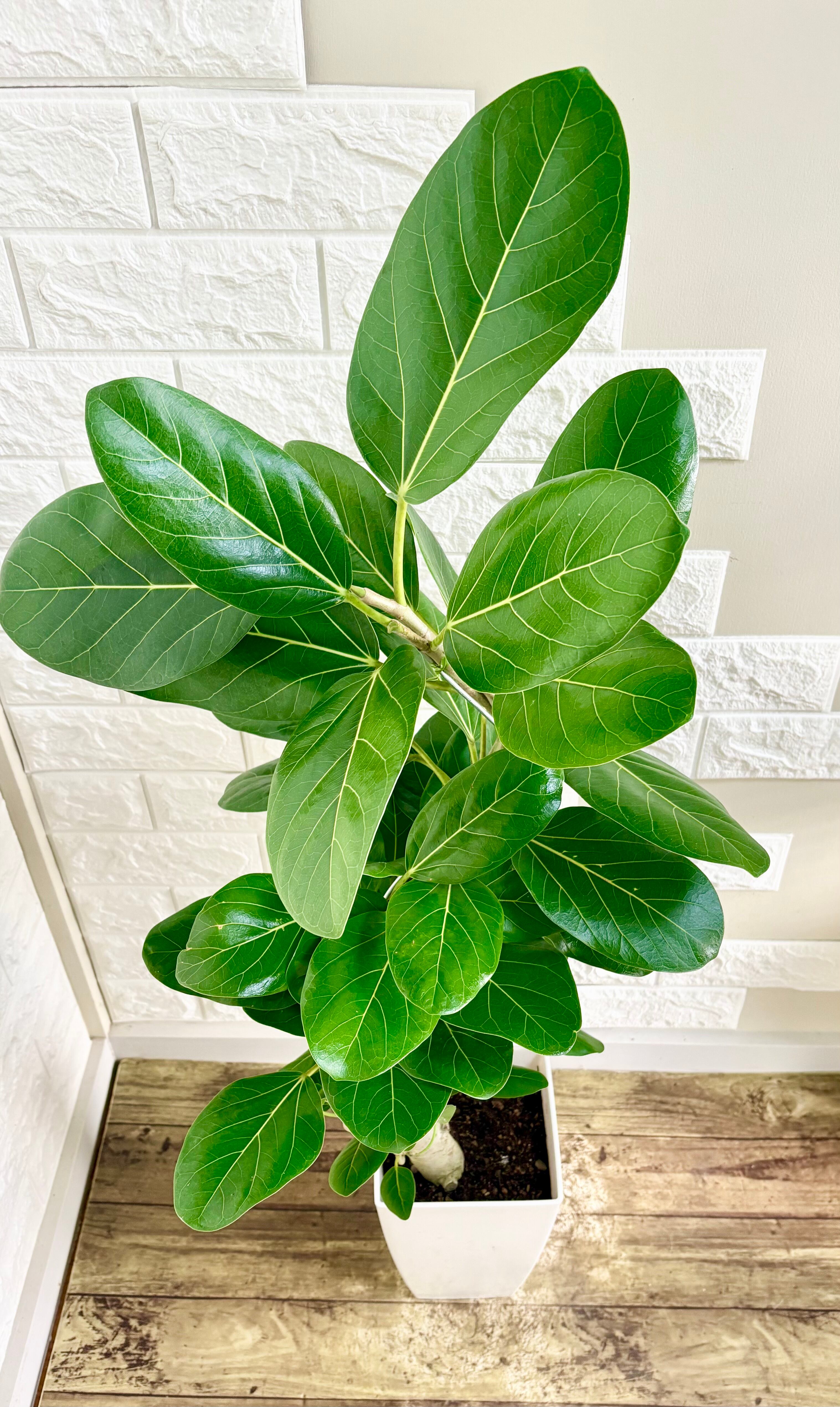 フィカスベンガレンシス⭐️編み込み⭐️太幹曲がり | 観葉植物のお店