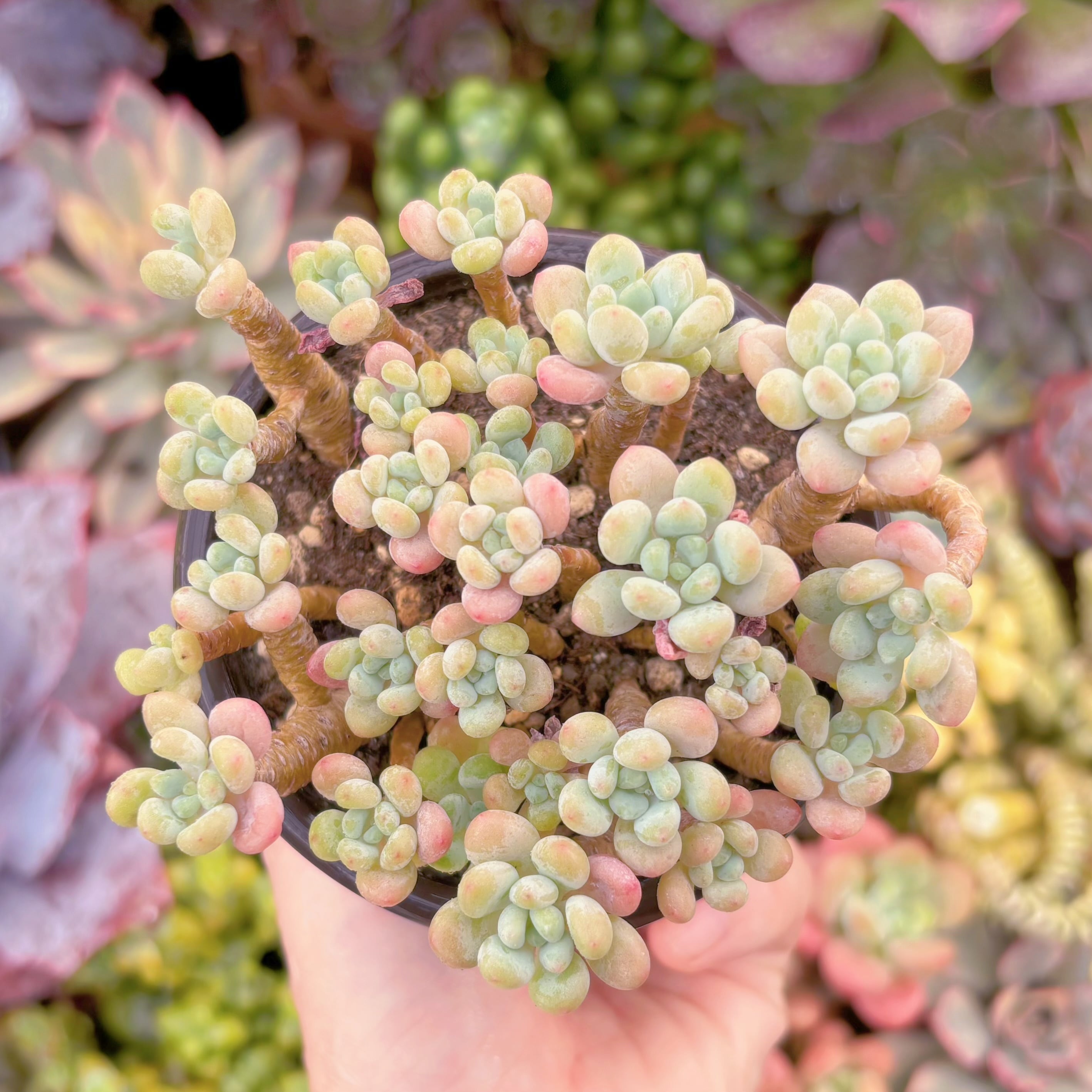 現品　キャビア#B74　群生　新入荷　るる農園