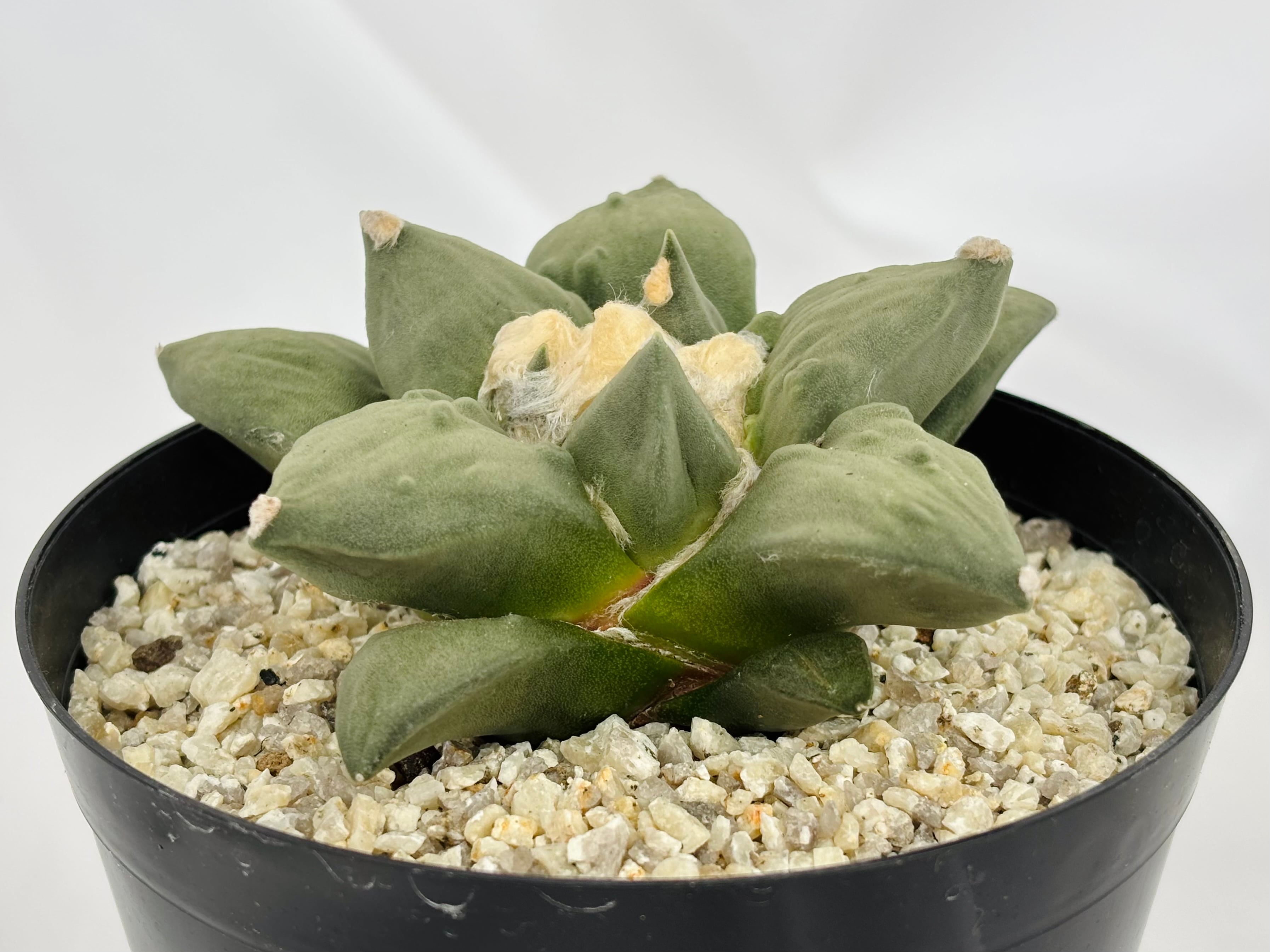 Ariocarpus Cauliflowermonst. アリオカルプス 花牡丹モンスト