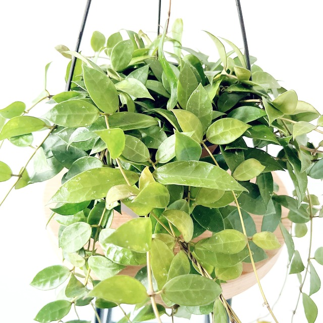 ホヤ ラクノーサ レベッカ 希少 観葉植物【calm cafe × GreenBell】