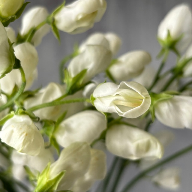 【先取りスイートピー　即出荷】　稀少な蕾スイートピー　キューピット　50本　