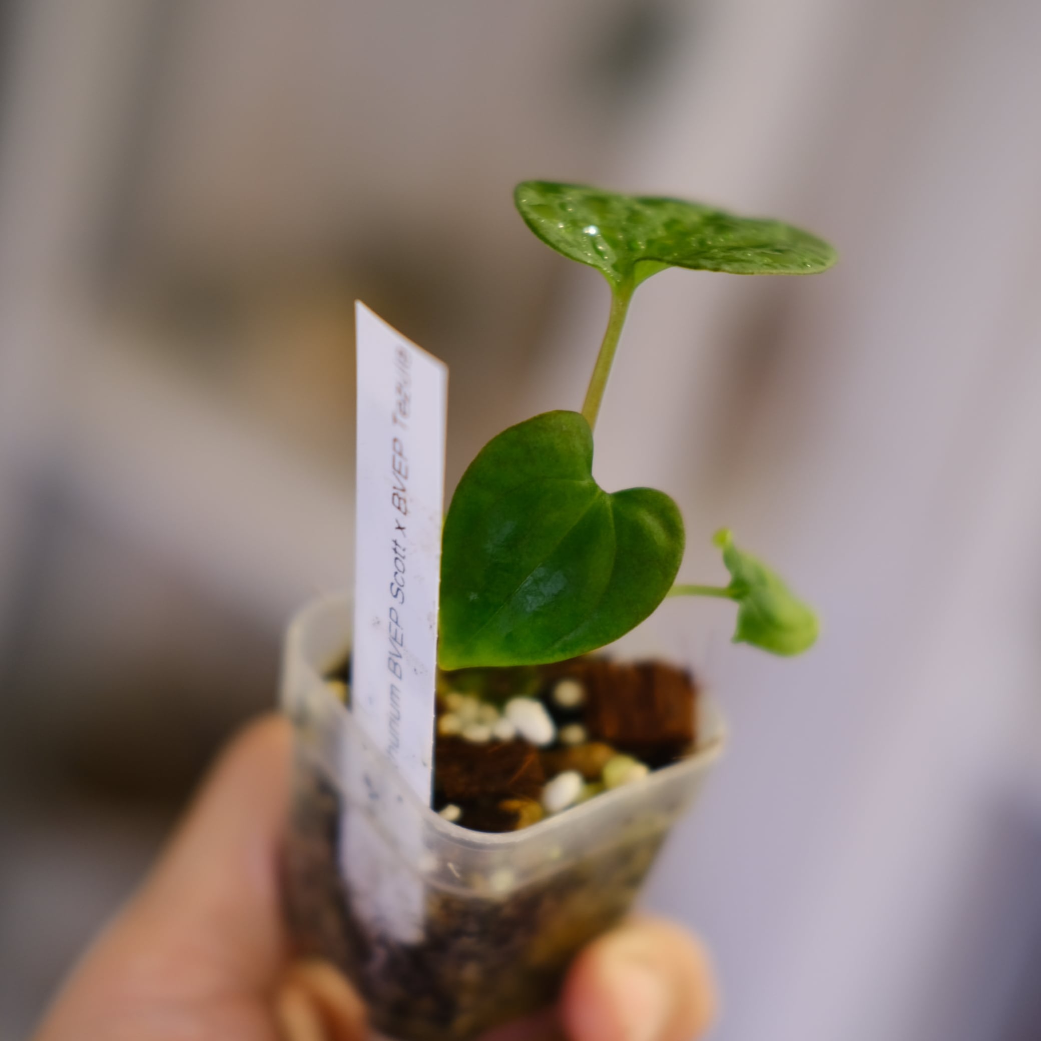 A. BVEP Scott × BVEP Tezula｜実生•アンスリウム Anthurium BVEP Scott × BVEP Tezula②｜実生・アンスリウム｜観葉植物