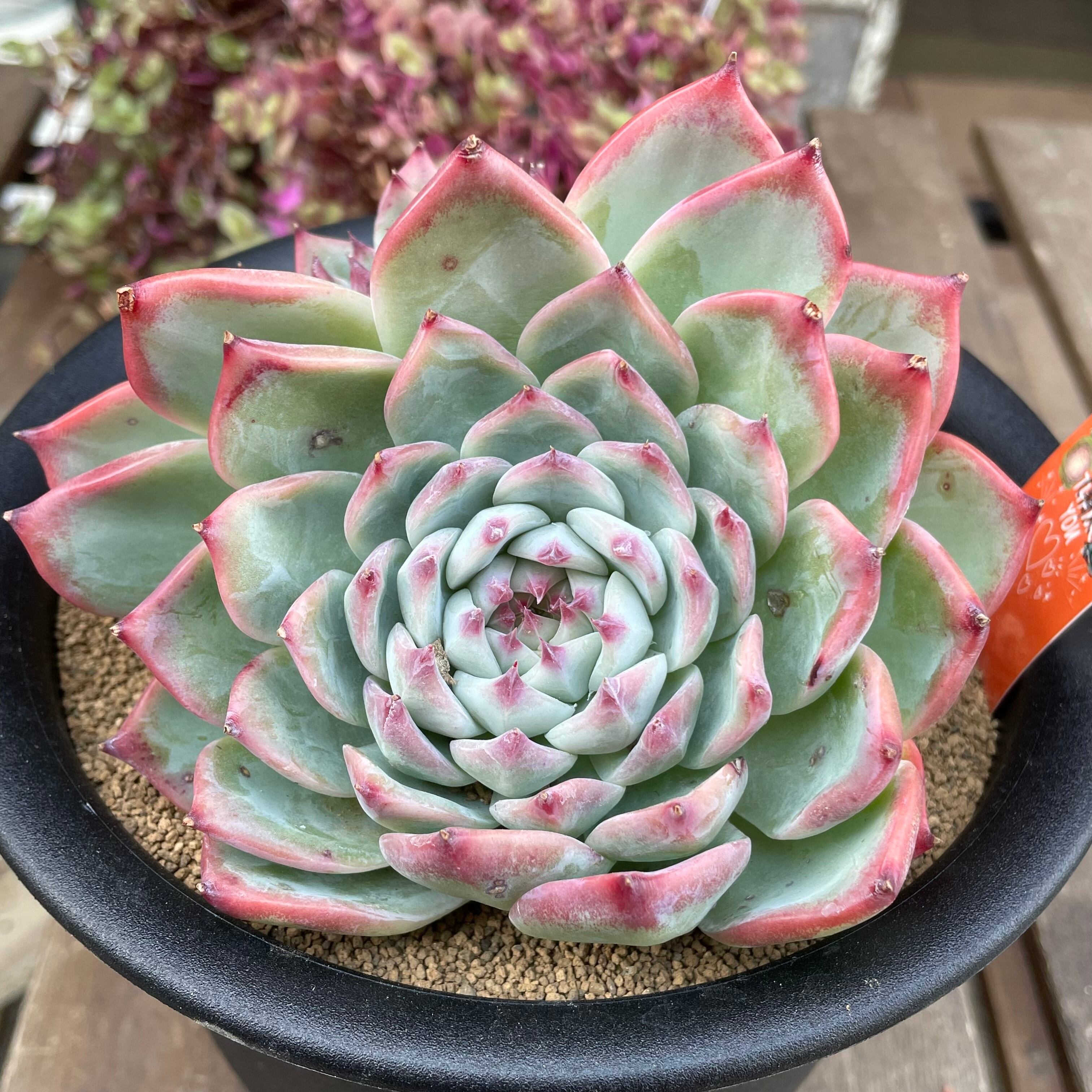 送料無料・選べる4個セット 5月１７日まで専用！ 多肉 チワワエンシス