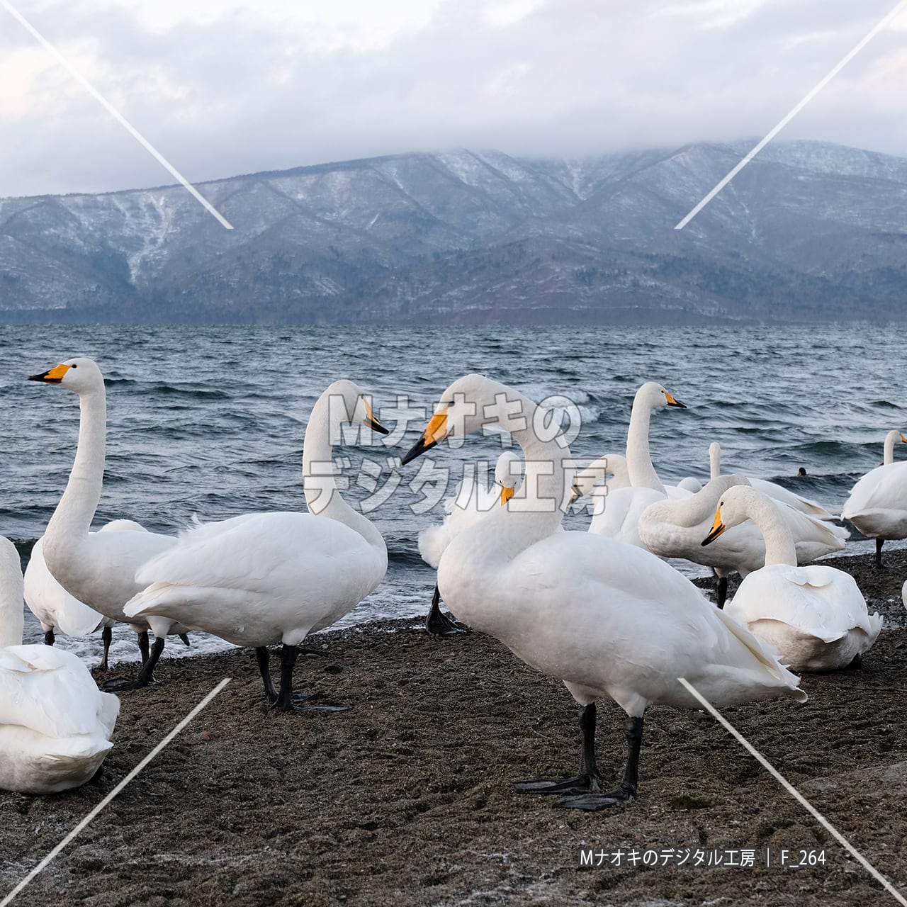 冬の屈斜路湖でくつろぐオオハクチョウ 2 【F_264】　Whooper swans relaxing on Lake Kussharo in winter