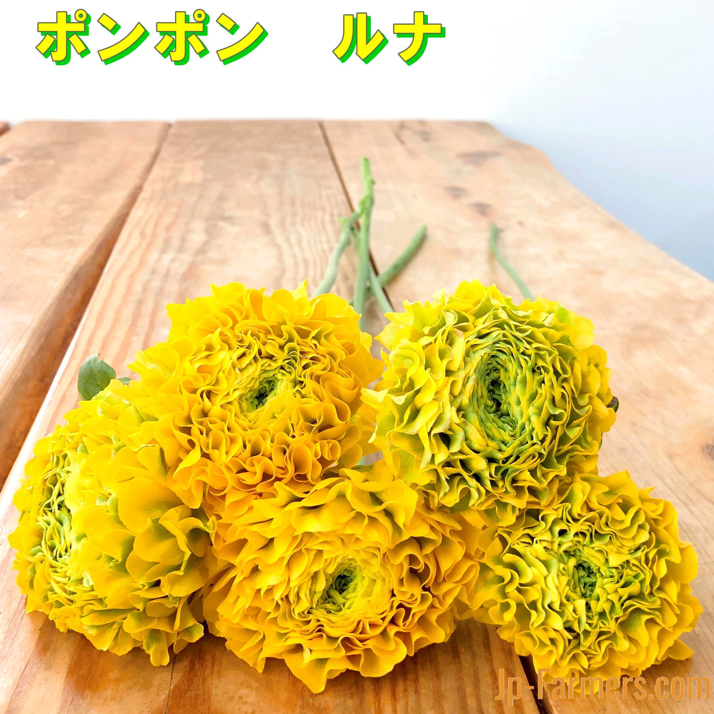 ポンポン咲きラナンキュラス ルナ 10本 新鮮花の問屋 Jp Farmers Com