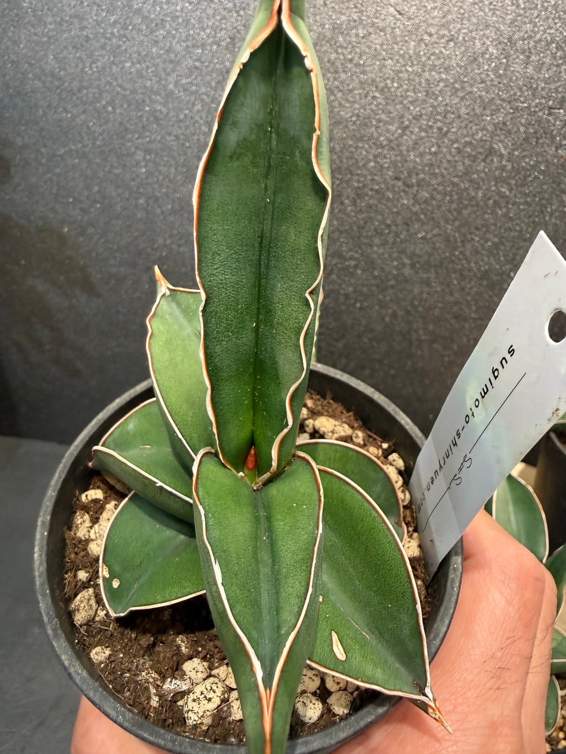 サンセベリア・サムライドワーフ 3号 | 観葉植物と雑貨のお店 VIVAGREEN