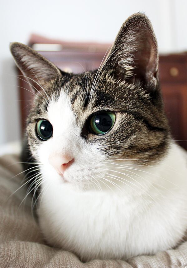 猫 ポストカード The Cat who.... もこもこジェリー IMG_5817 10x14.8センチ(cm)官製はがきサイズ 猫写真 はがき ねこ葉書 ネコハガキ Postcard ジェリー