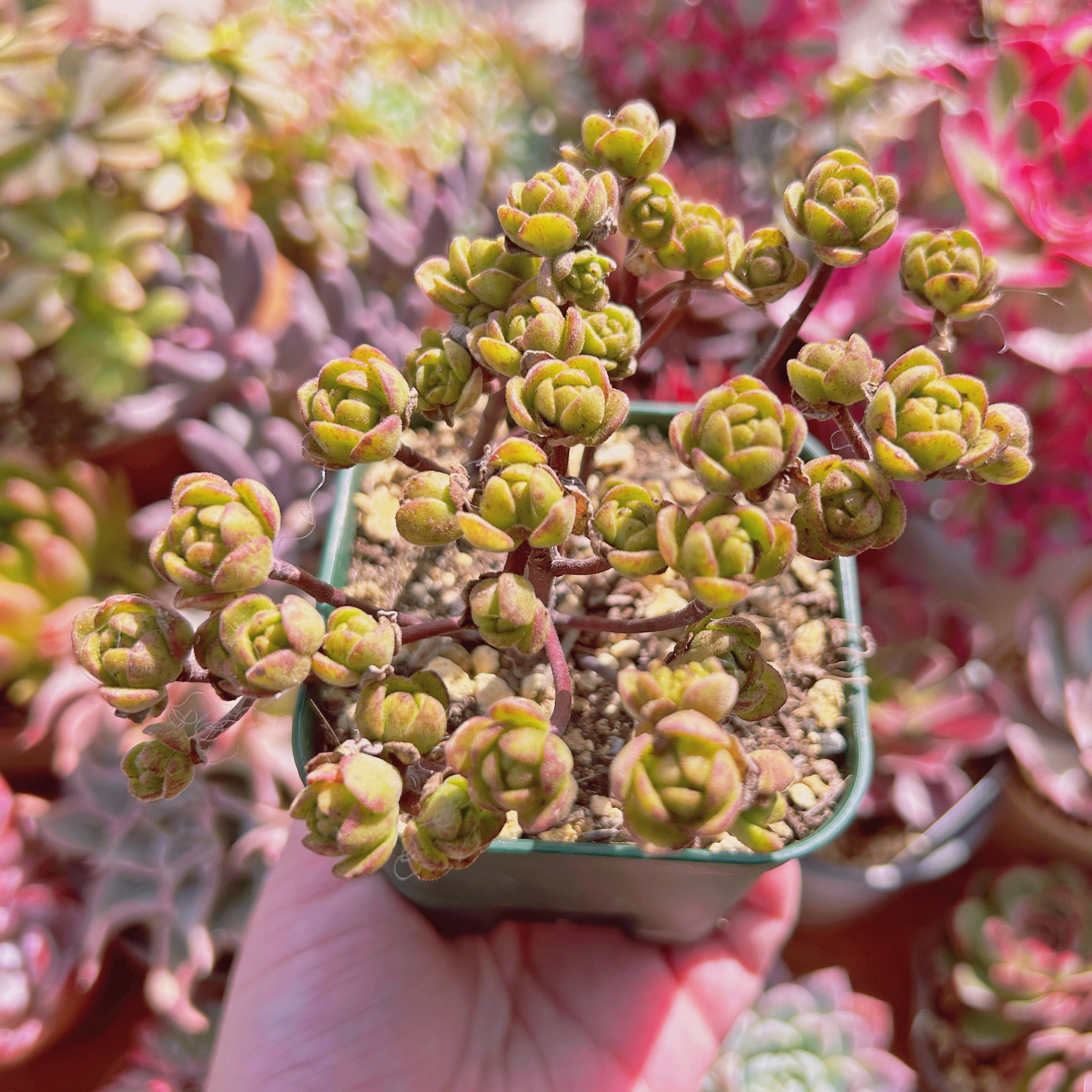 現物　多肉植物　little fox(Aeonium 'Little Fox')  抜き苗