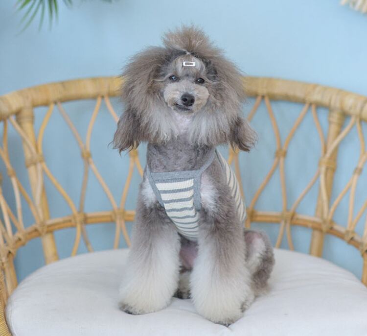 【SALE】 coball croptop S ~ 2XL 6color  /  犬の服 犬服 新作 ショート丈 お揃い クロップドトップス 小型犬 中型犬 ペット洋服 ドッグウェア ペット用品 b39