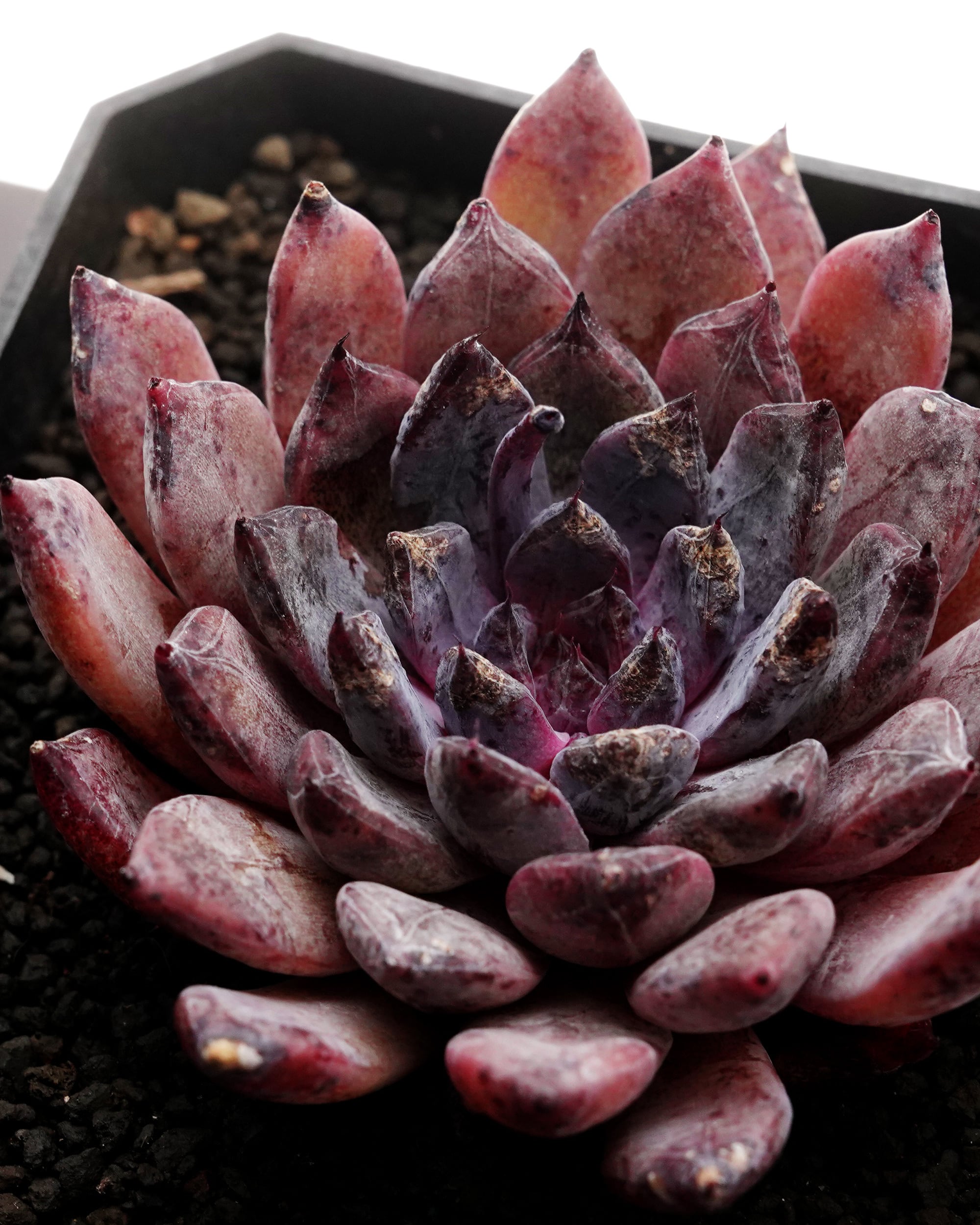 カット苗 ブラックザラゴーサ Echeveria 'Black Zaragosa' | PUKUBOOK