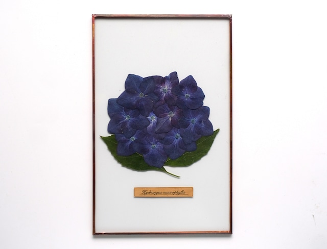 紫陽花のガラス標本 no.17 -Hydrangea Glass Specimen-