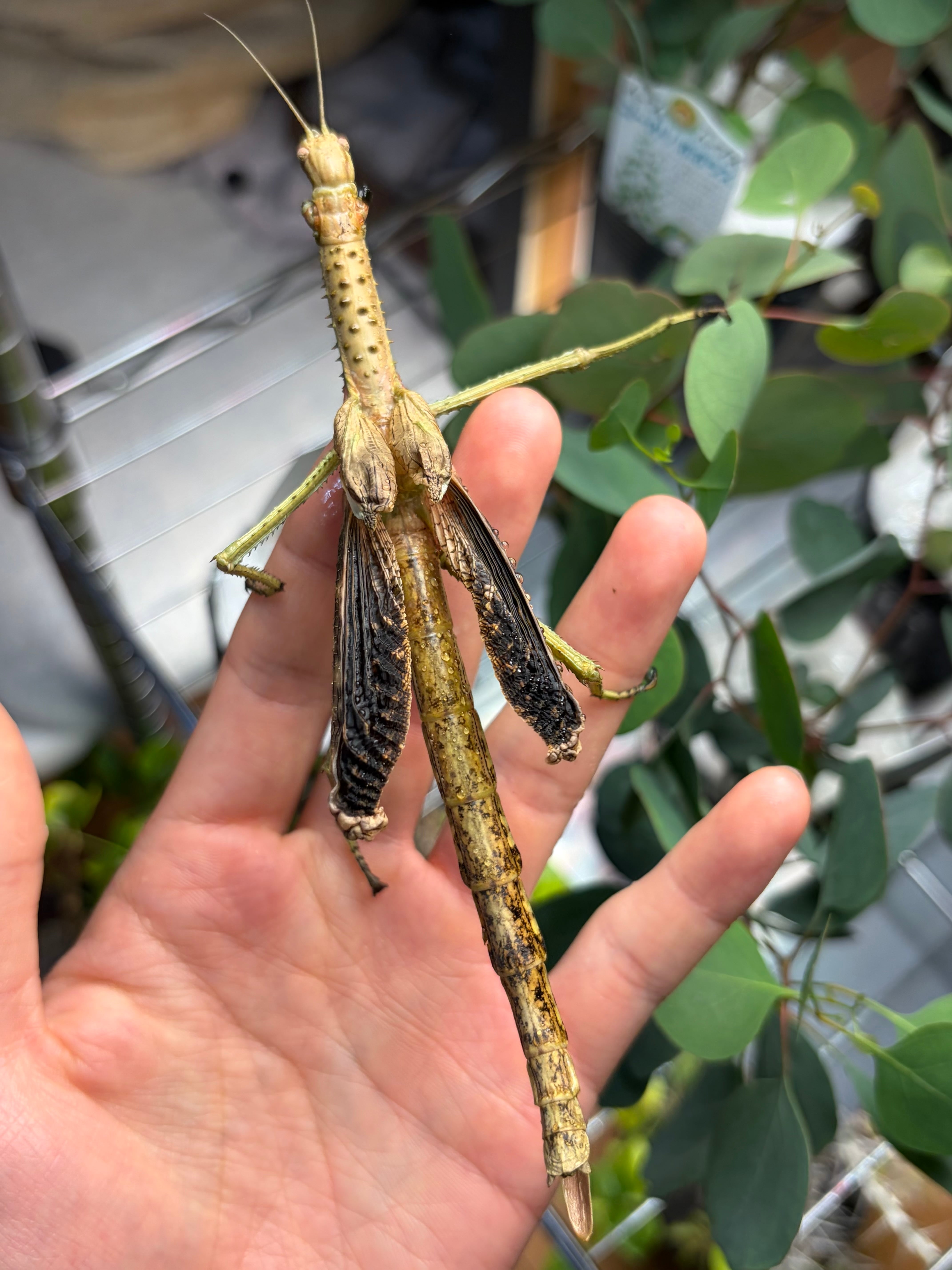 121mm】タイタンオオウスバカミキリ カブトムシクワガタハナムグリ