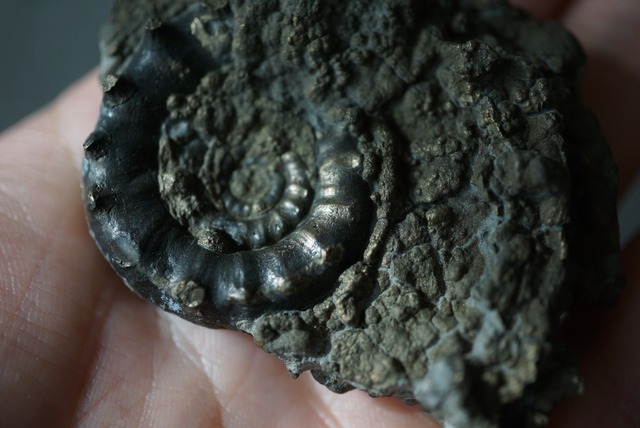 イギリス産黄鉄鉱化アンモナイト  Pyritized Ammonite 1516