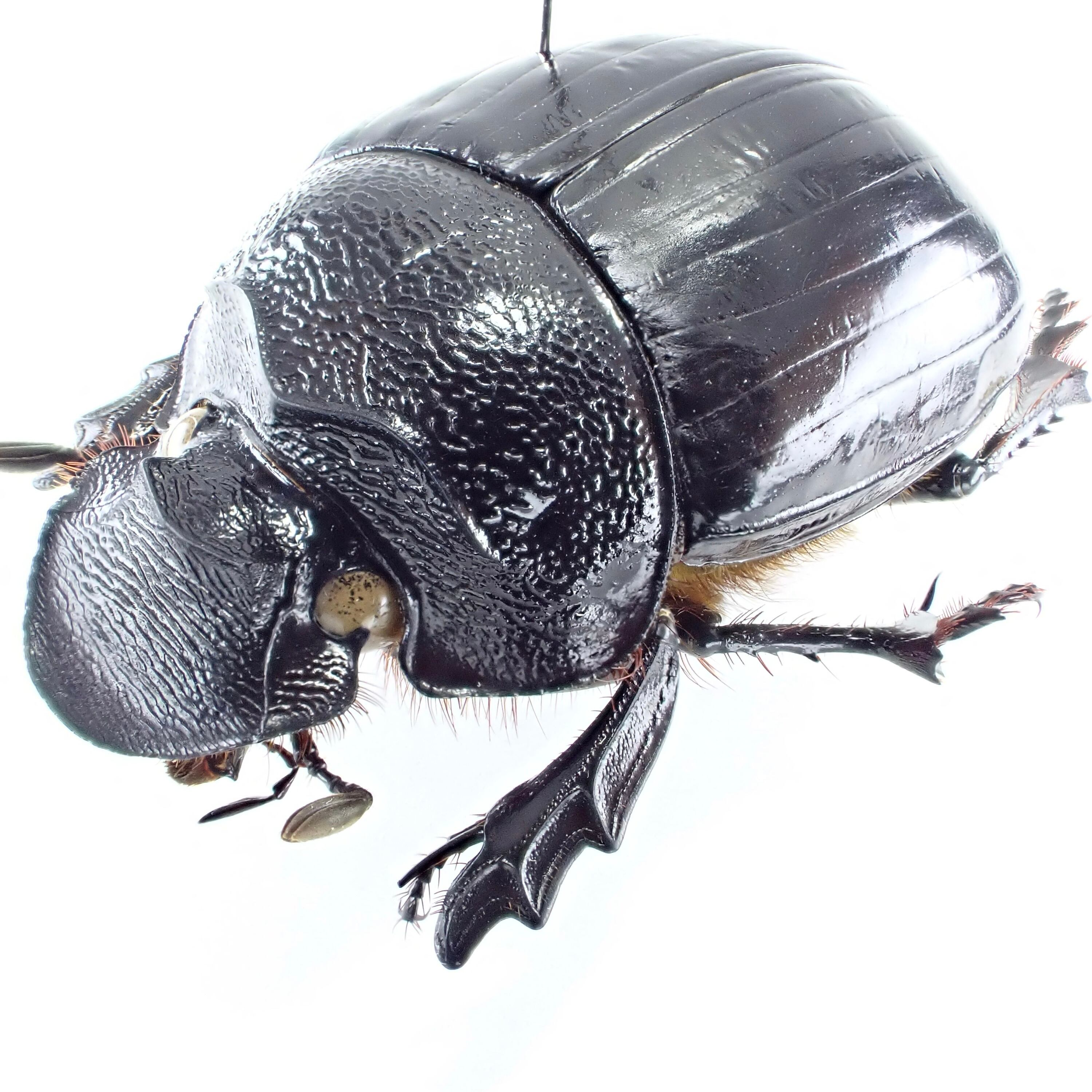 ケニア産 Heliocopris werneri ♂♀ 34mm/35mm | 昆虫標本 Diggers
