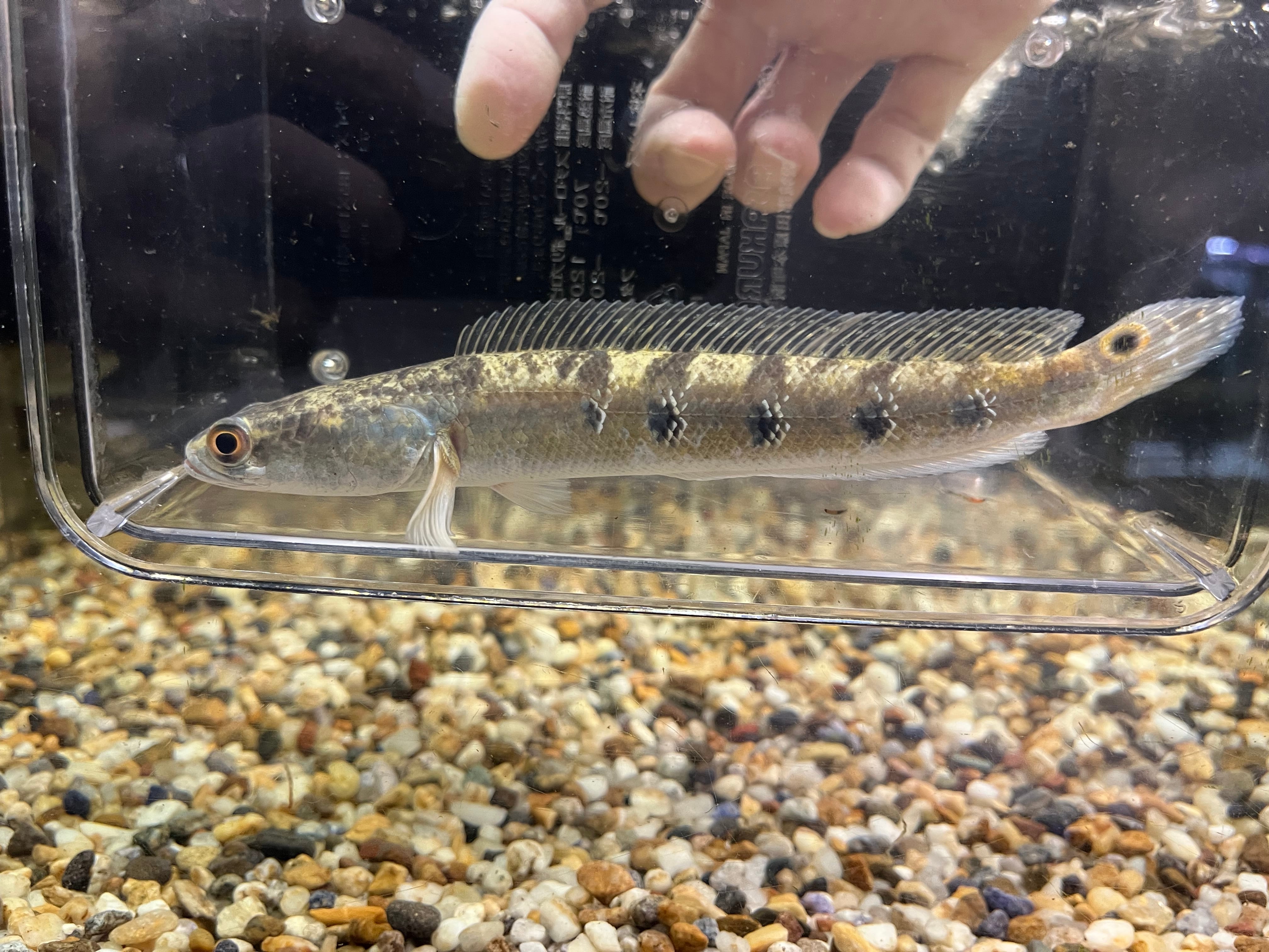 1匹】インド直輸入便WILDチャンナマルリウス18-20cm | アクアショップ