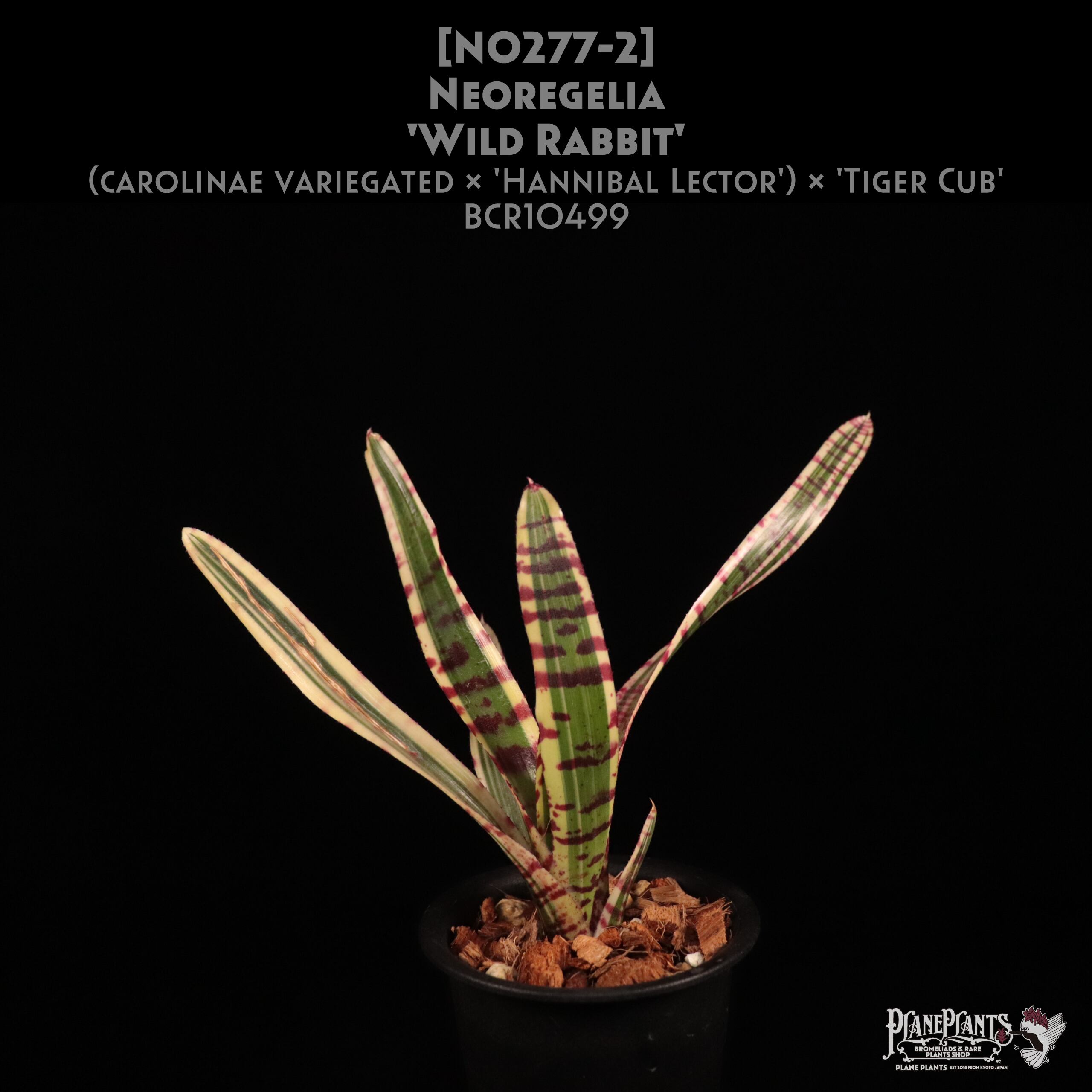 【送料無料】Neoregelia 'Wild Rabbit'〔ネオレゲリア〕現品発送N0277-2