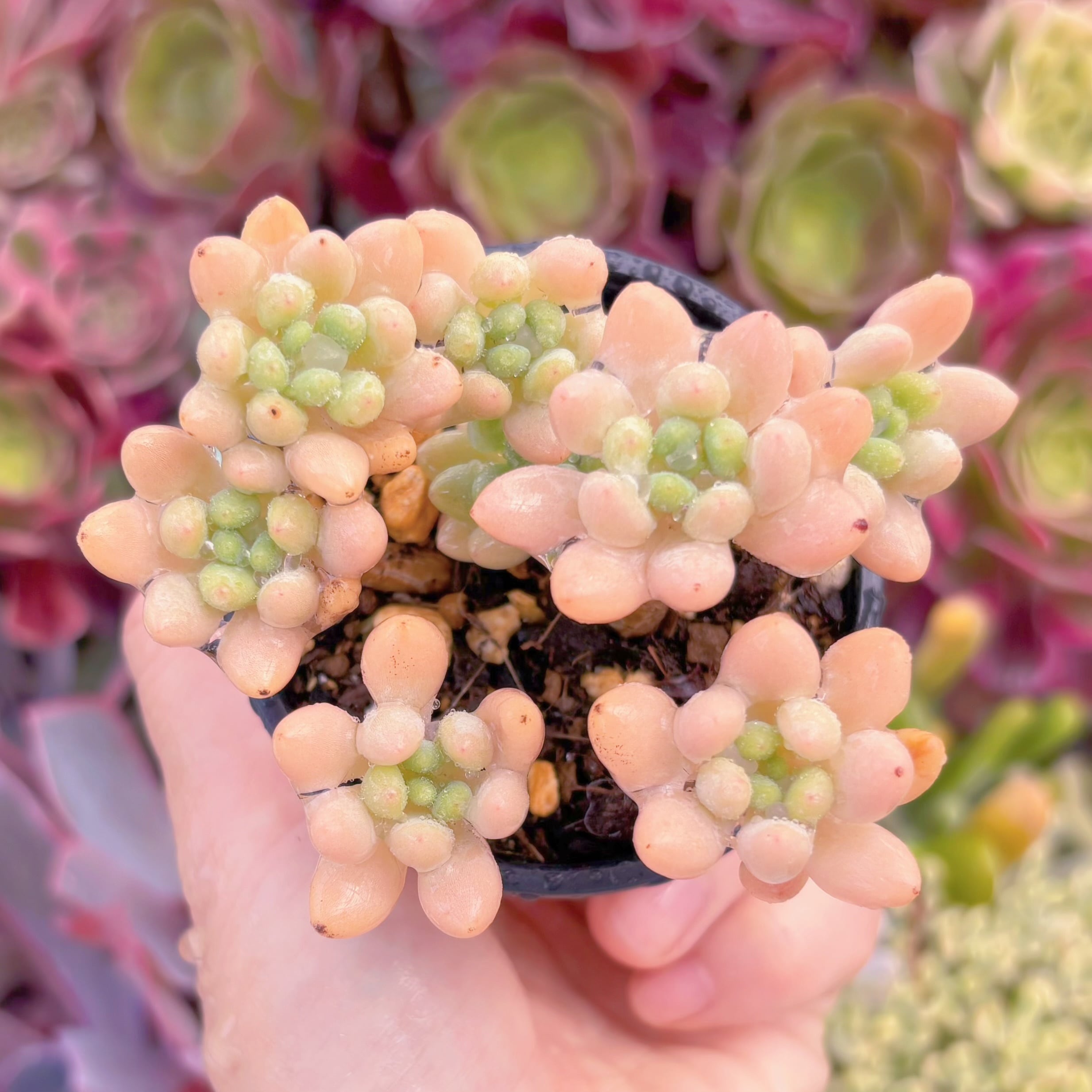 現品　ピンクロココ#548　るる農園