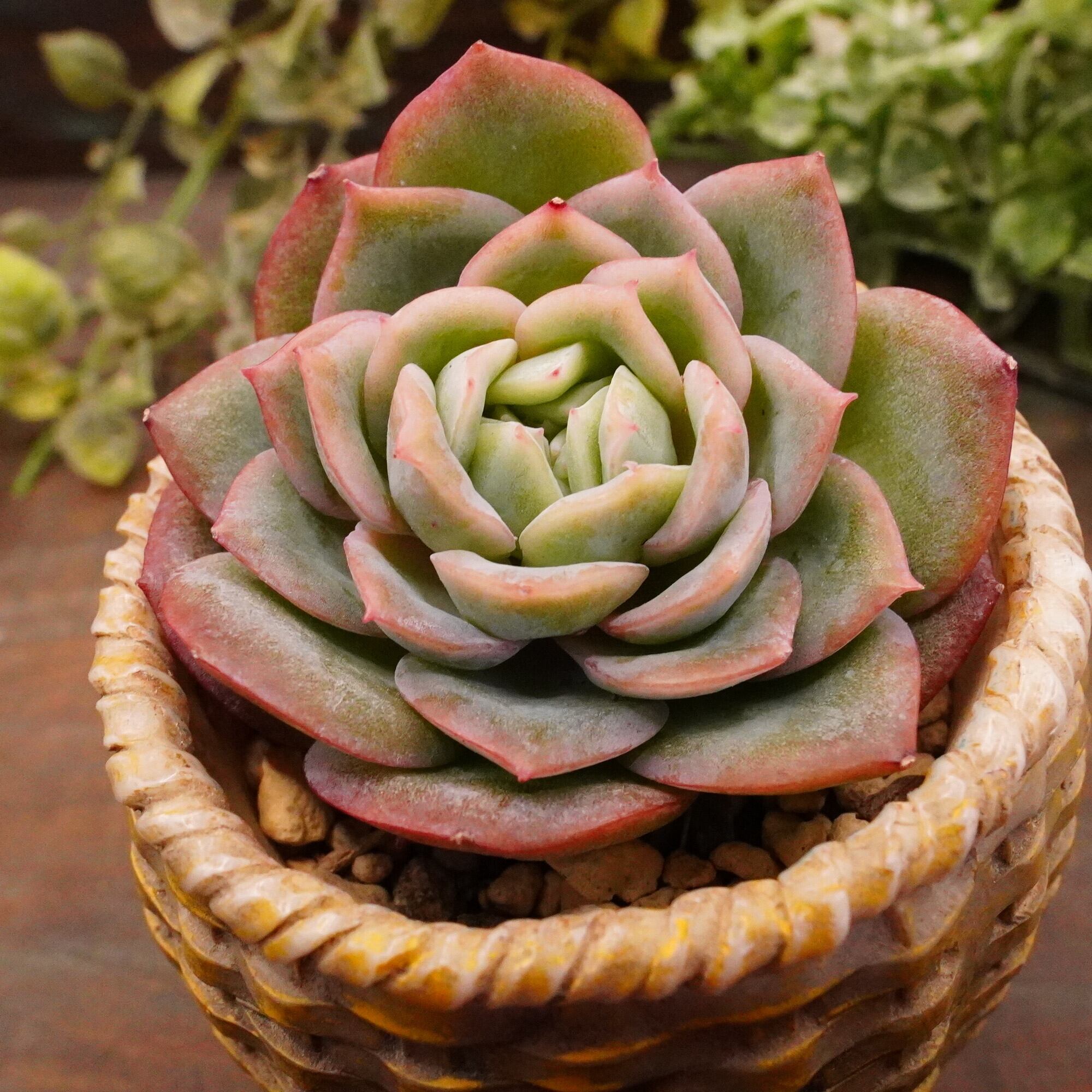 多肉植物　エルメス　韓国苗 多肉植物 エルメス 韓国苗 【公式通販】