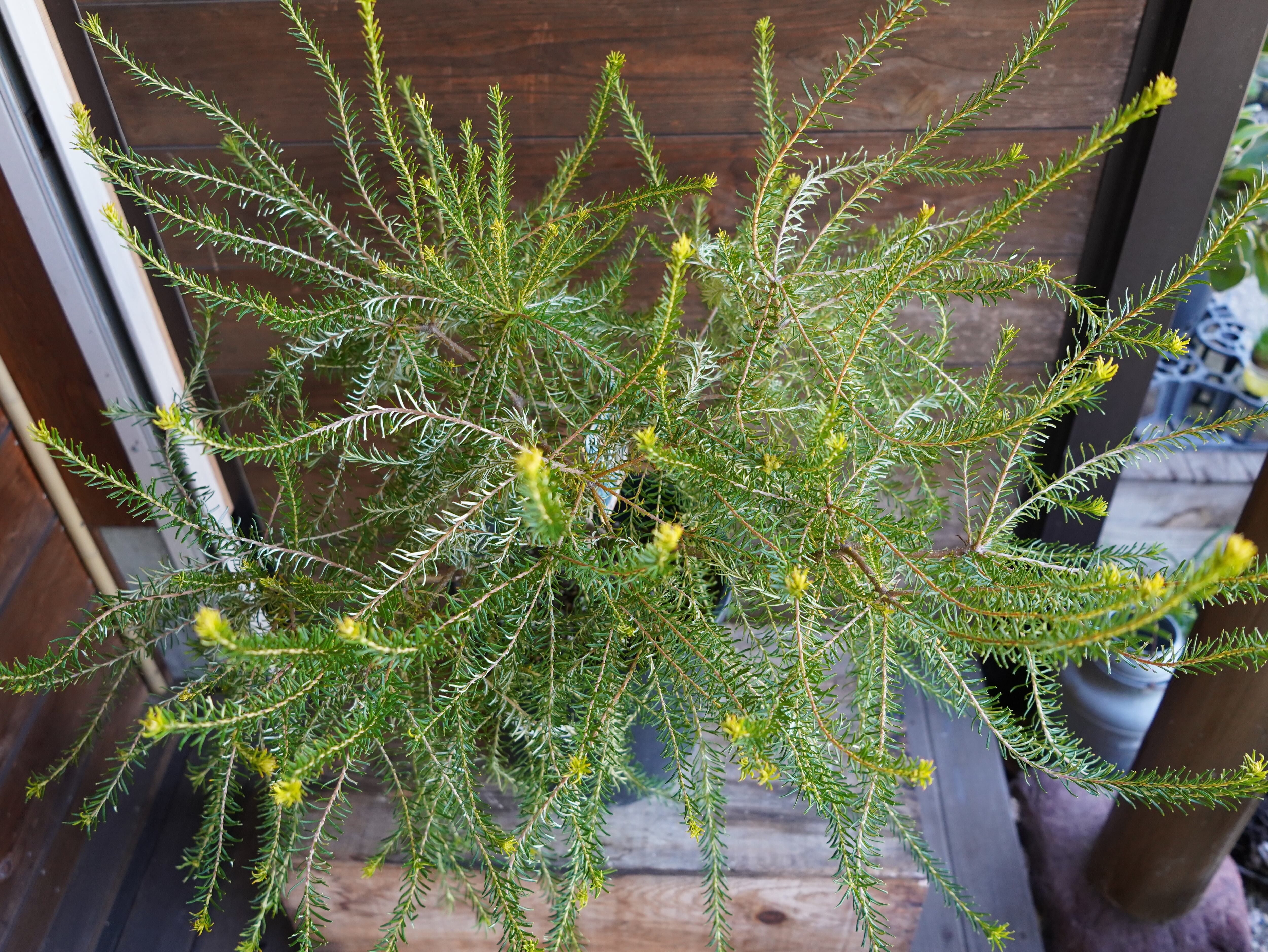 【現物】バンクシア　”エリシフォリア” (ヒースバンクシア)