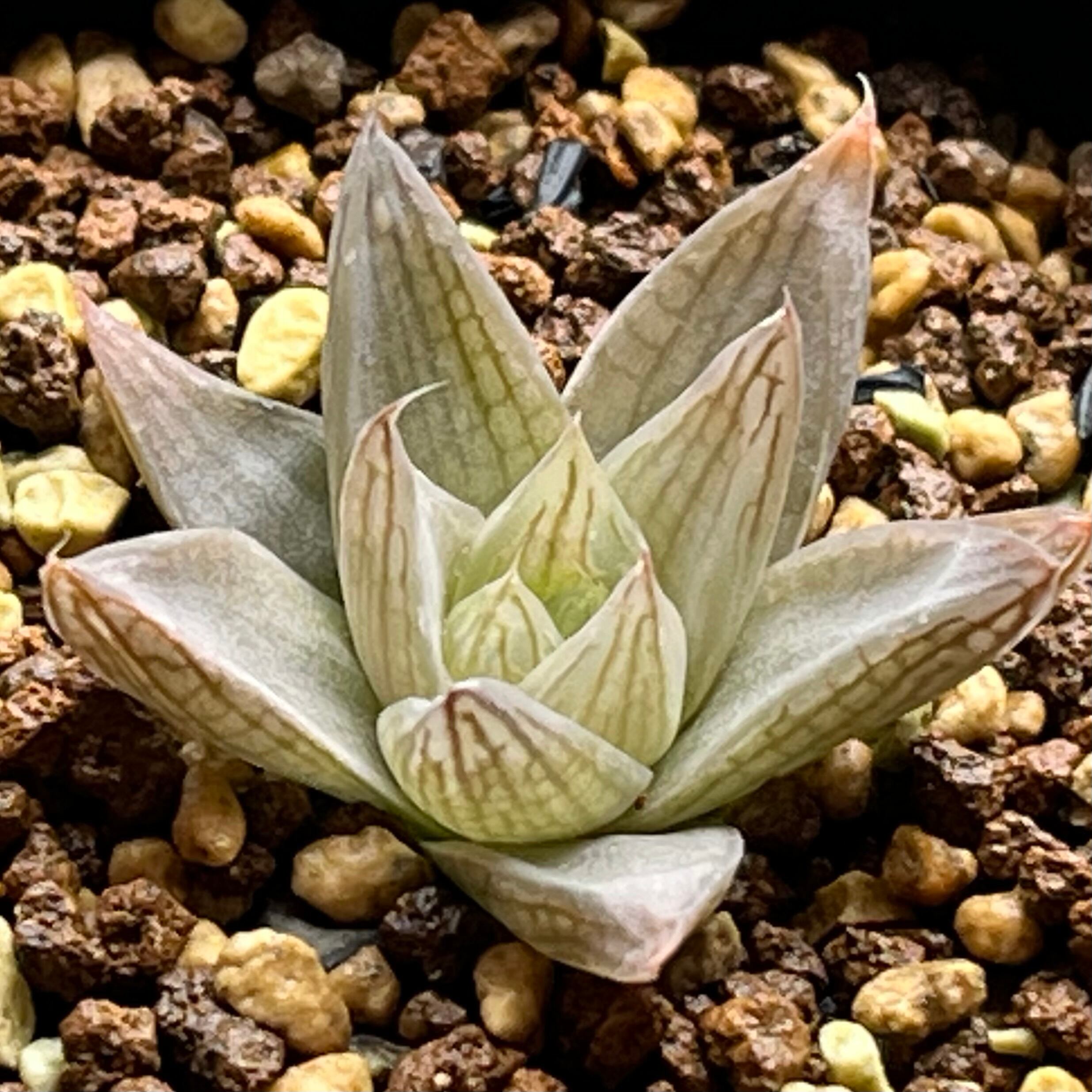 ハオルチア スターズフェアリー | mocono_plants