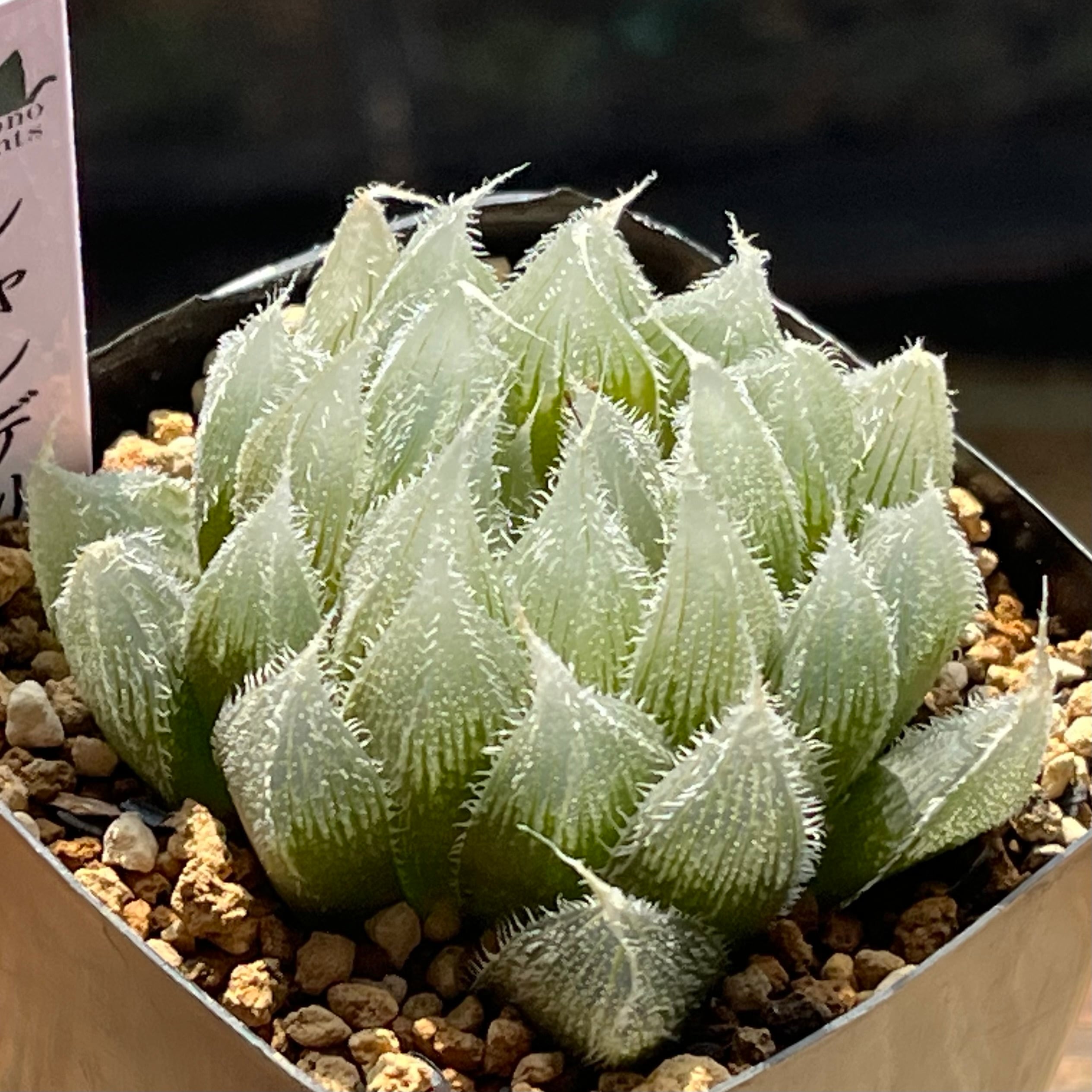 ハオルチア 桜水晶錦 | mocono_plants