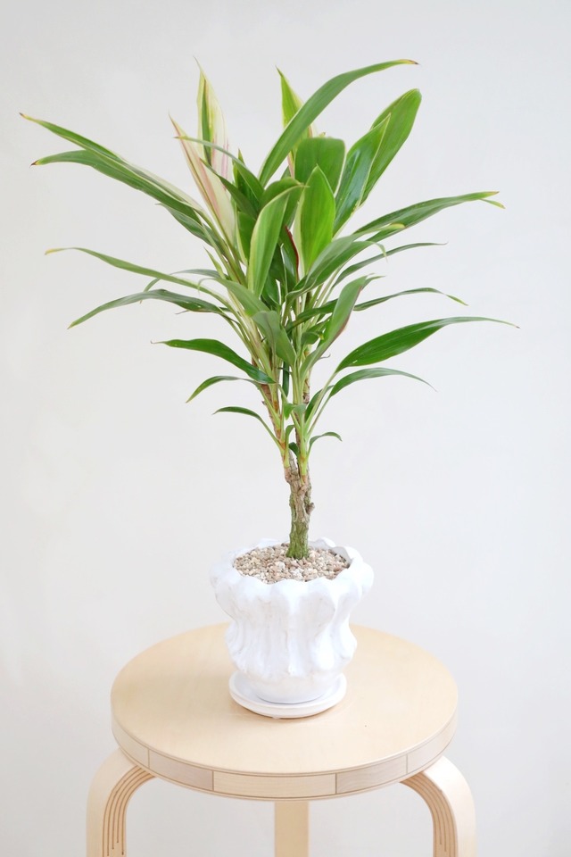 【M】コルジリネ ターミナリス/Cordyline