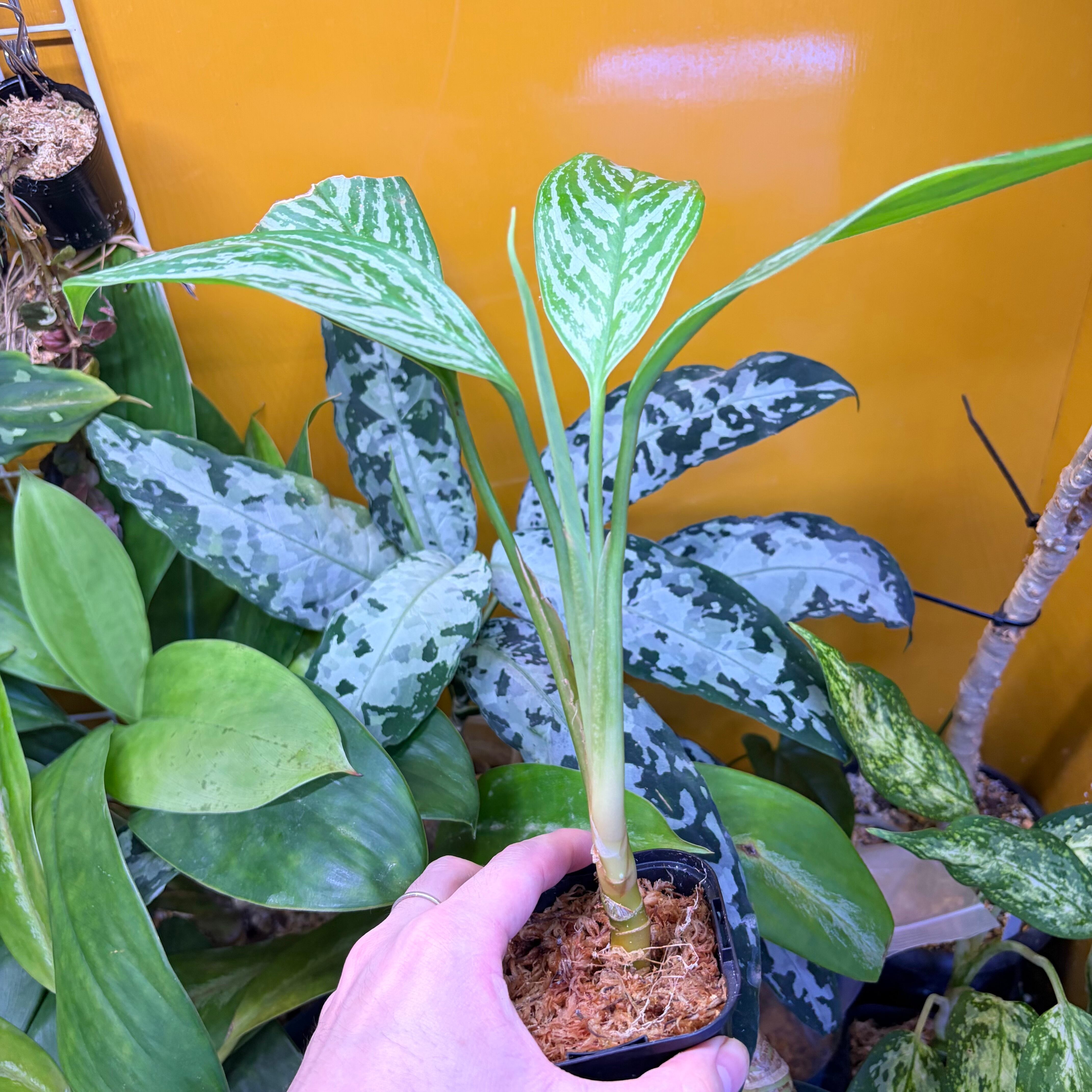 Aglaonema nitidum 