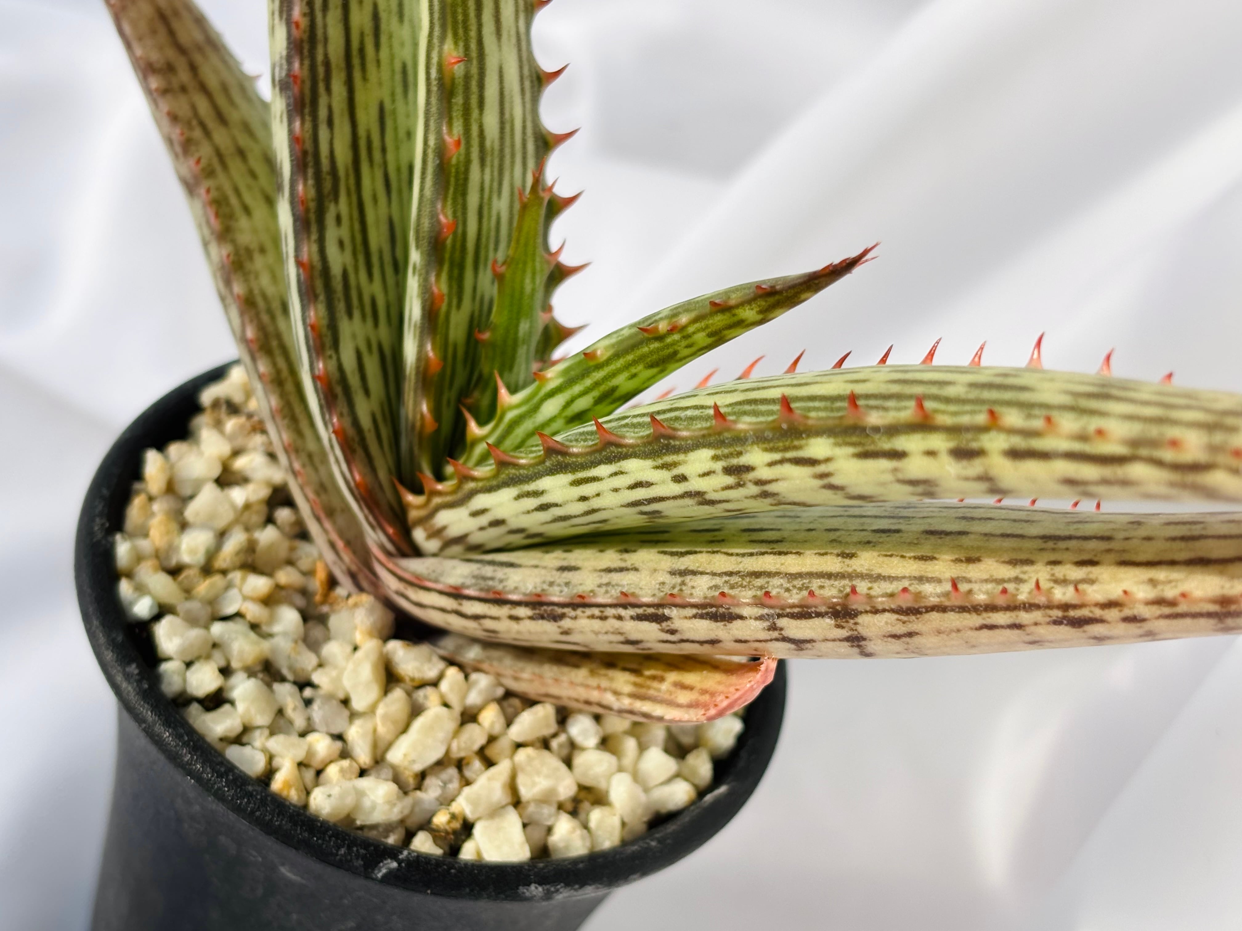Aloe branddraaiensis アロエ ブランドレイエンシス | plants MARU