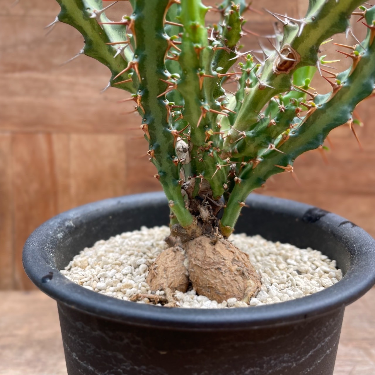 Euphorbia knuthii【ユーフォルビア・クンチー】