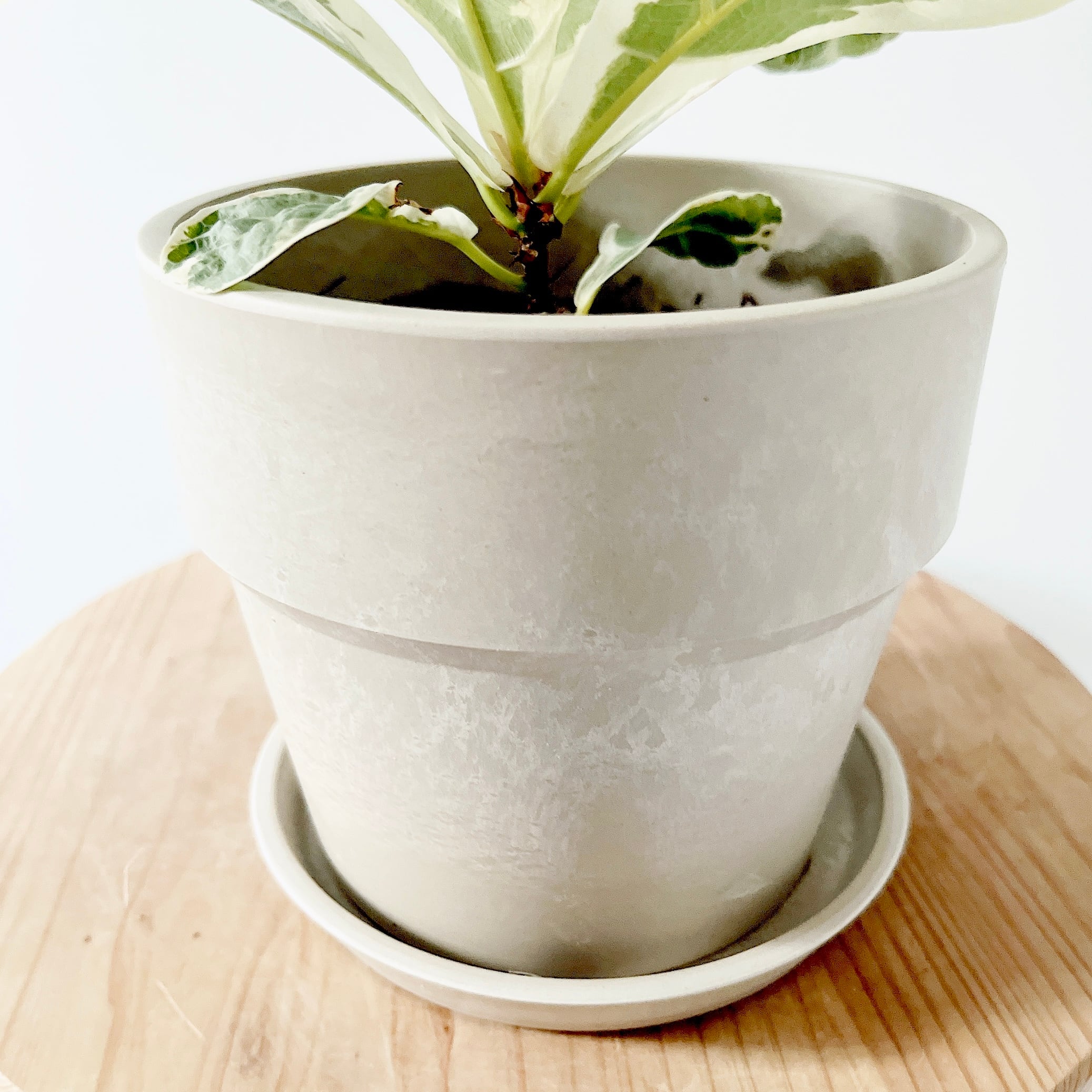 希少》フィカス リラータ イヴォンヌ 斑入り カシワバゴム 3.5号