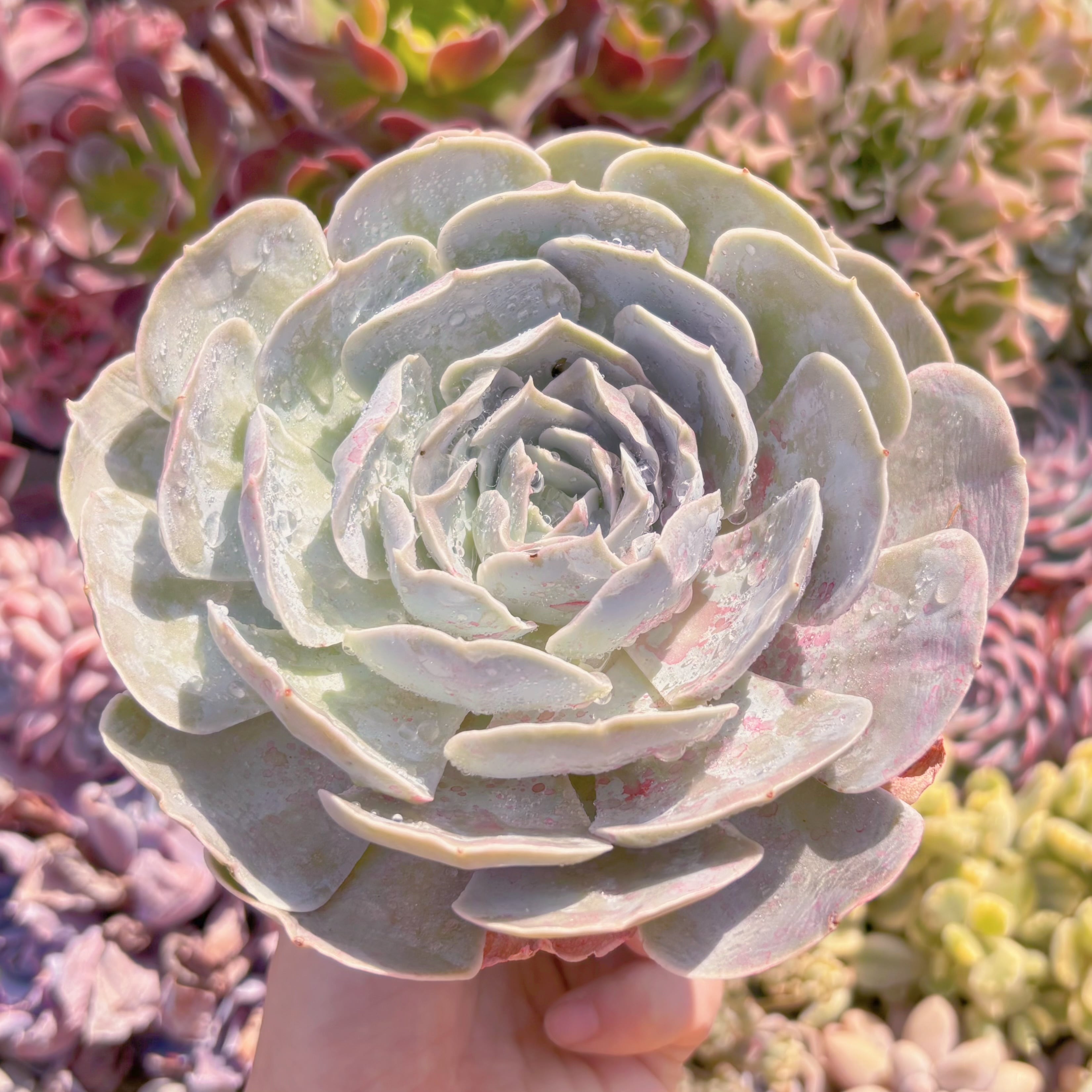 多肉植物 ルンヨニー サンカルロス 大苗 新入荷 るる農園 | るる農園